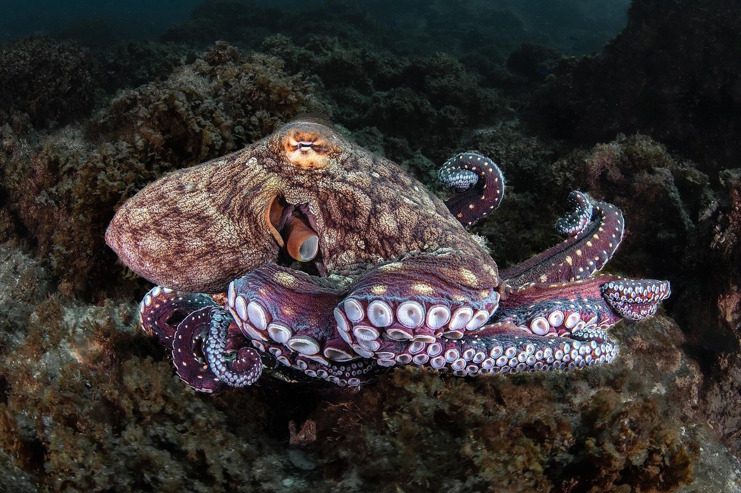 Don&rsquo;t forget to look down once in a while!

Julian Rocks is renowned for its abundance of large marine life like sharks, rays, turtles and so on&hellip; But did you know it&rsquo;s also home to many weird and wonderful creatures that live among