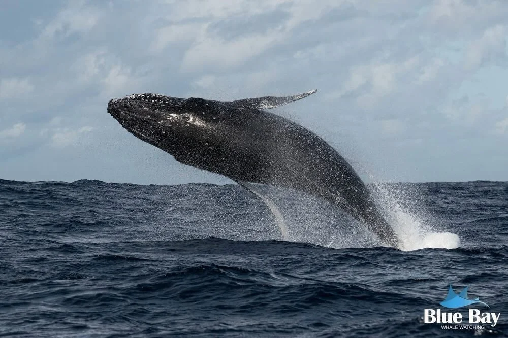 After a few days of false starts due to bad weather or swell, today we officially kicked off our 2026 Humpback Whale watching season.
It was the start we were hoping for 🐳🥳