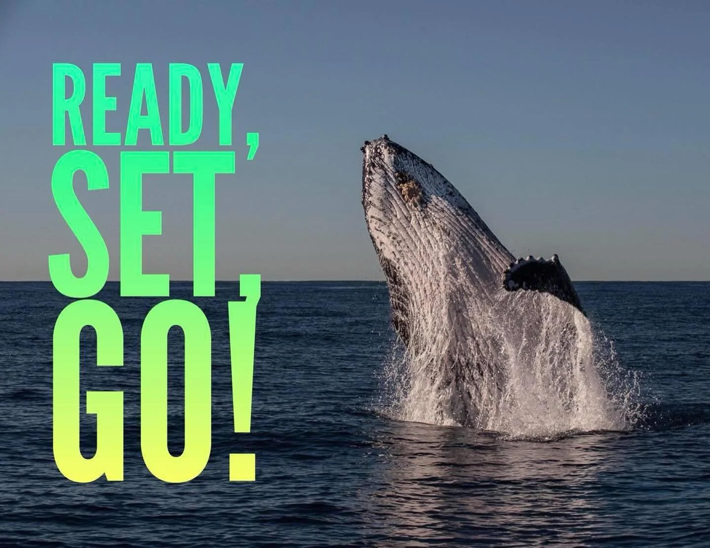 Only one more sleep to the start of our whale watching season! We&rsquo;ve been seeing quite a few whales this week, but the sea conditions have held us back so far. It&rsquo;s finally looking good for the next few days, so it&rsquo;s time to go! We 