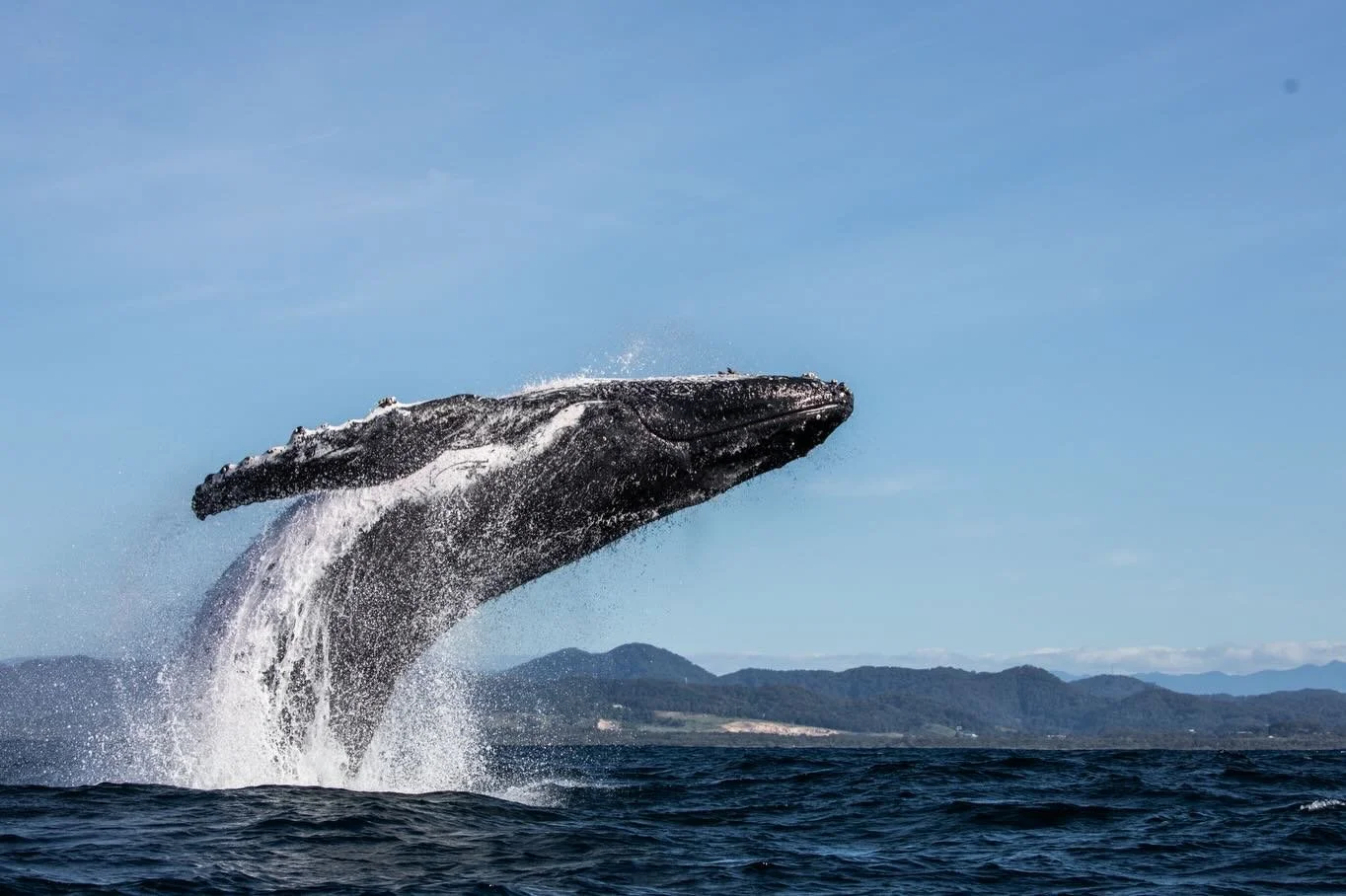 Another amazing trip this morning! So many whales out there at the moment and they were so active today. What an amazing experience!
We still have some spots available for the weekend. Give us a call on 1800858155, if you&rsquo;d like to come out. 🐳