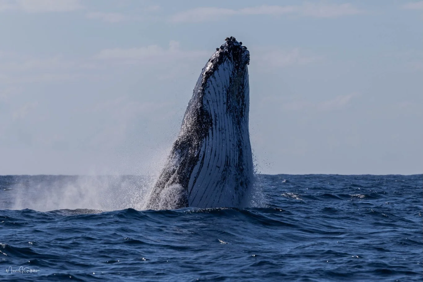 It was the perfect Saturday: Whales everywhere, sunshine and perfect sea conditions!
We&rsquo;re expecting some Northerlies on Sunday afternoon and Monday morning, but Tuesday looks like another fantastic day and we still have spots available. Give u