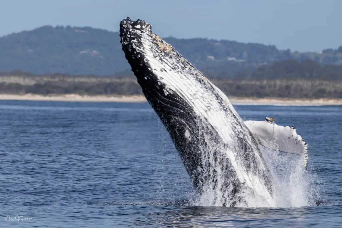 What an incredible morning out on the water for our lucky 8am whale watchers, who enjoyed spectacular sightings and a massively successful trip before changing conditions forced us to cancel our 11am departure. While Mother Nature is keeping us off t
