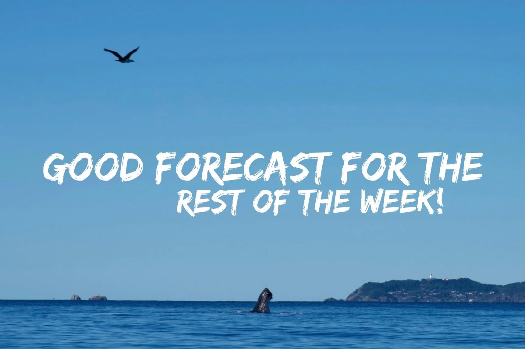 Good news&mdash;the strong winds and big swells are finally calming down! 🌊☀️ The forecast is looking good for the rest of the week, making it the perfect time to get out on the water.
We still have some spots open, and we&rsquo;d love to have you j
