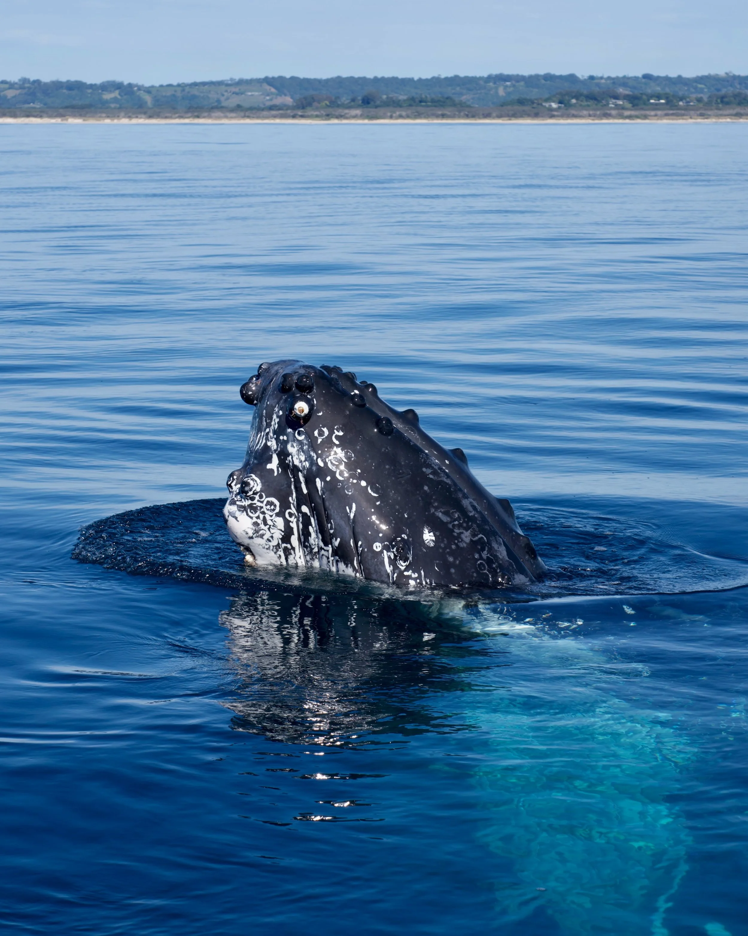 Another day of pure magic out on the water! The sun is shining, the ocean is calm, and the whales are putting on an incredible show. This gorgeous weather is sticking around, and we still have a few spots open for our tour this Tuesday morning. Give 