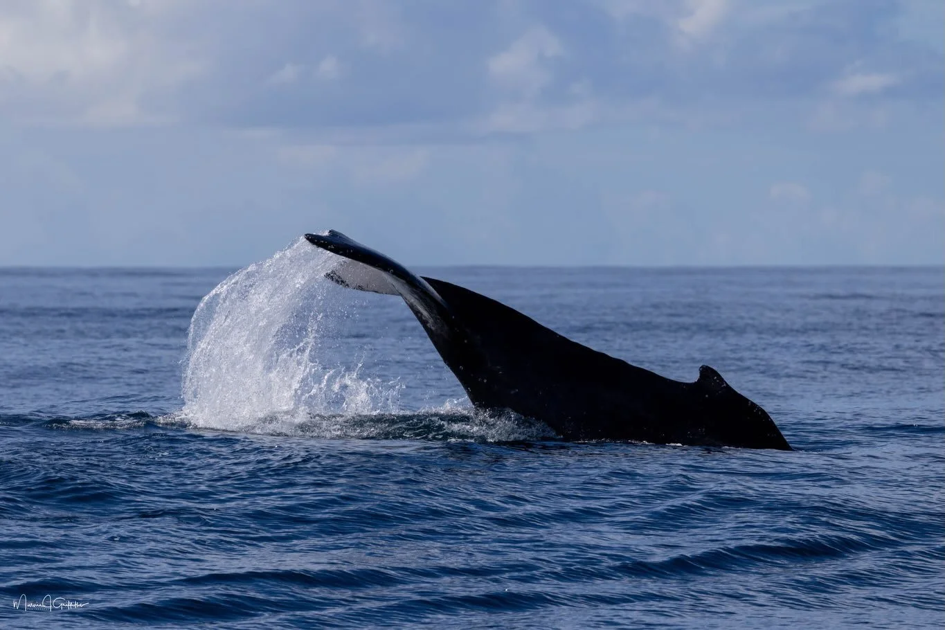 Wow, what an incredible day on the water! 🐋✨We had two absolutely amazing trips packed with tons of friendly, active whales showing off for our passengers. The great news is that the forecast looks excellent for both Monday and Tuesday morning, and 