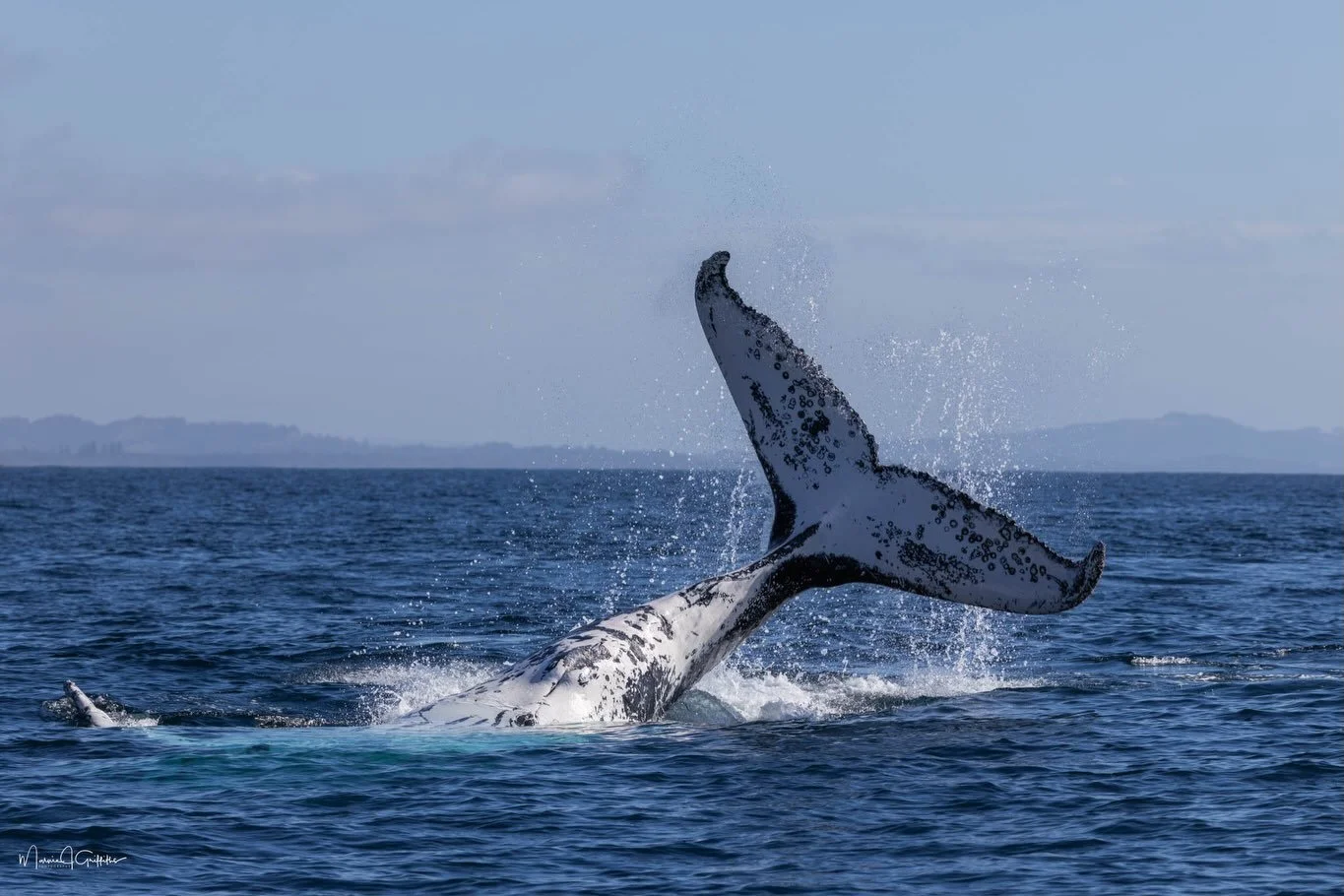 Rough seas? Not for our early birds! 🌊☀️
We had an absolutely incredible trip at 8:00AM today, completely beating the wind before it decided to pick up! The conditions were beautiful, and the wildlife came out to play.
We were treated to a spectacul