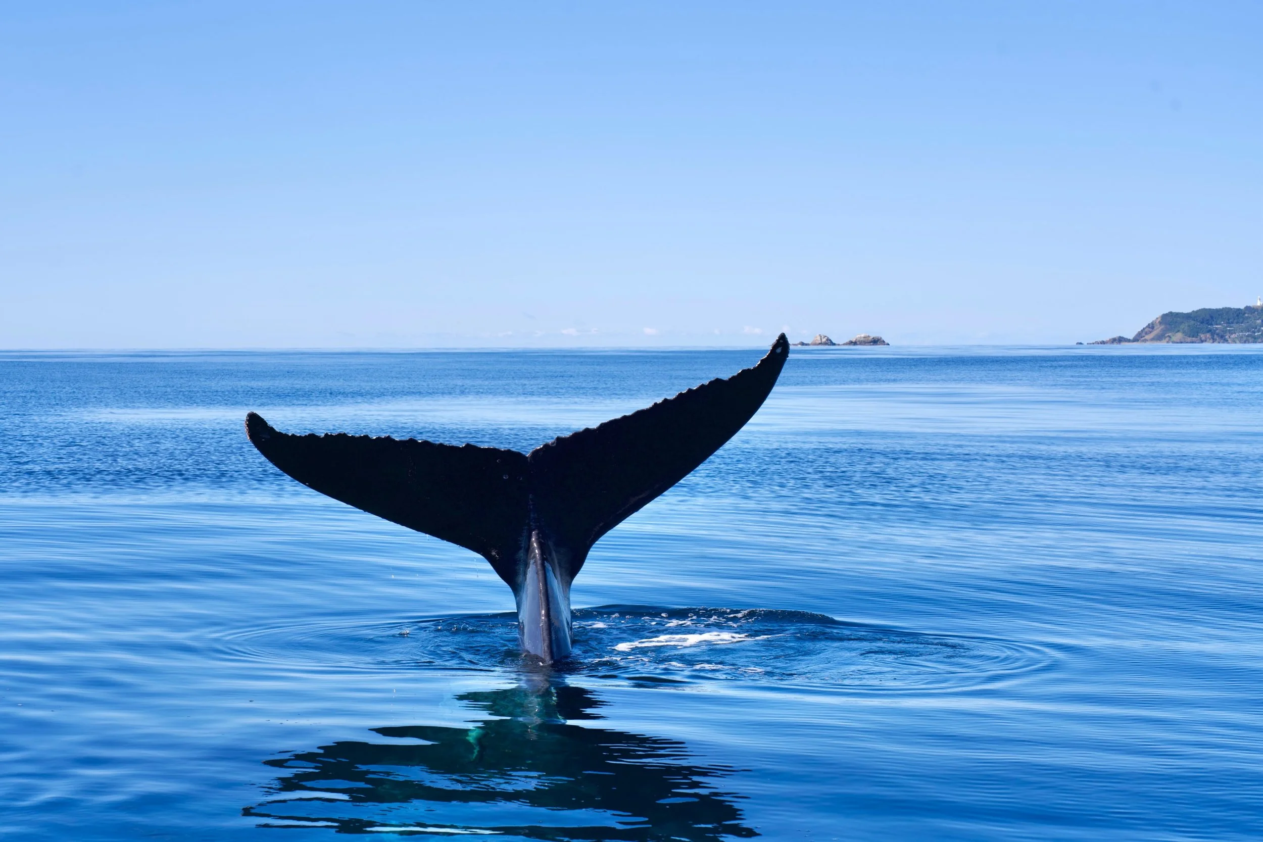 Dads are truly flukin&lsquo; awesome! 🐳🤙
Happy Father&rsquo;s Day to all the legendary dads, stepdads, and father figures out there. We hope your day is filled with bad jokes, zero chores, and a whale-sized amount of relaxation.
To the men who alwa