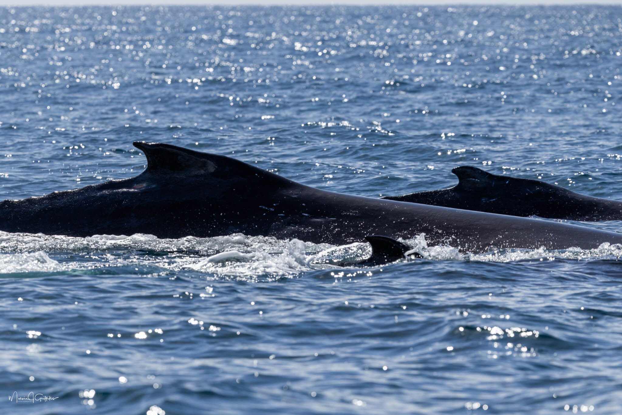 🐋 What a morning on the water!
We had an absolutely beautiful trip today, and it was all about mothers and calves. We were incredibly lucky to watch these little ones playing, practicing new behaviors, and showing off their inquisitive personalities