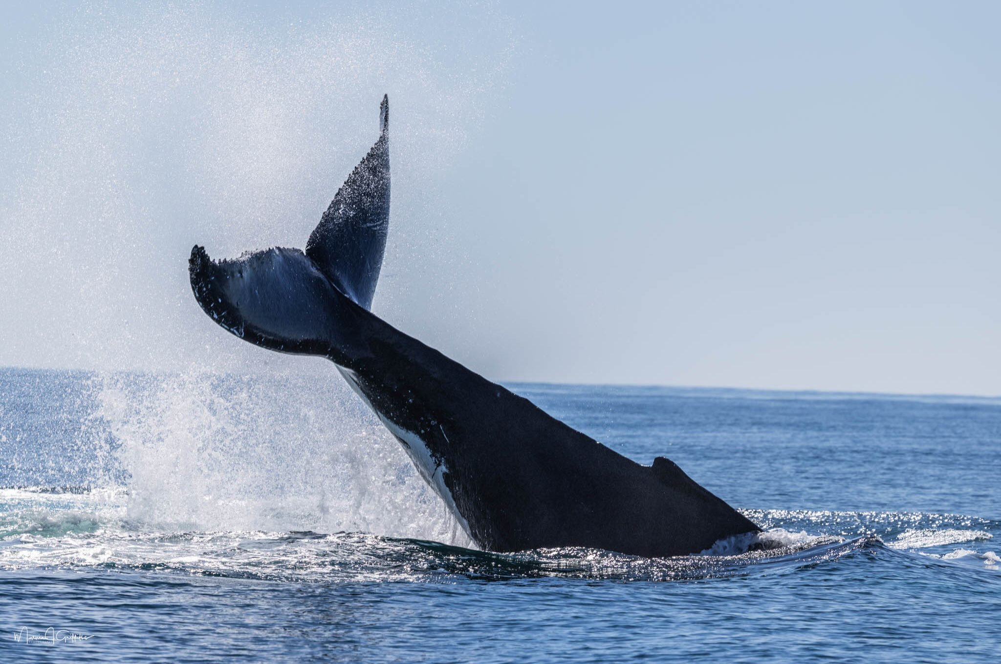 Today was another great day out on the water! 🐋✨
Our tours were filled with incredible sightings, featuring numerous mothers and their calves traveling together.
A big thank you to all the guests who shared this memorable experience with us!