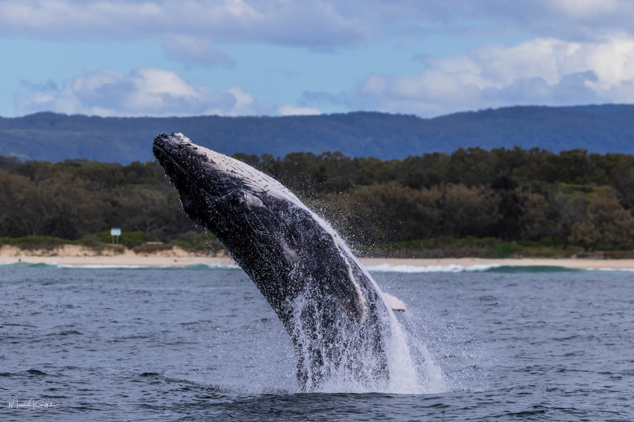 Finally back out today after over a week of bad weather. The whales were happy to see us and this little guy put on quite a show for our customers 🐳✨
