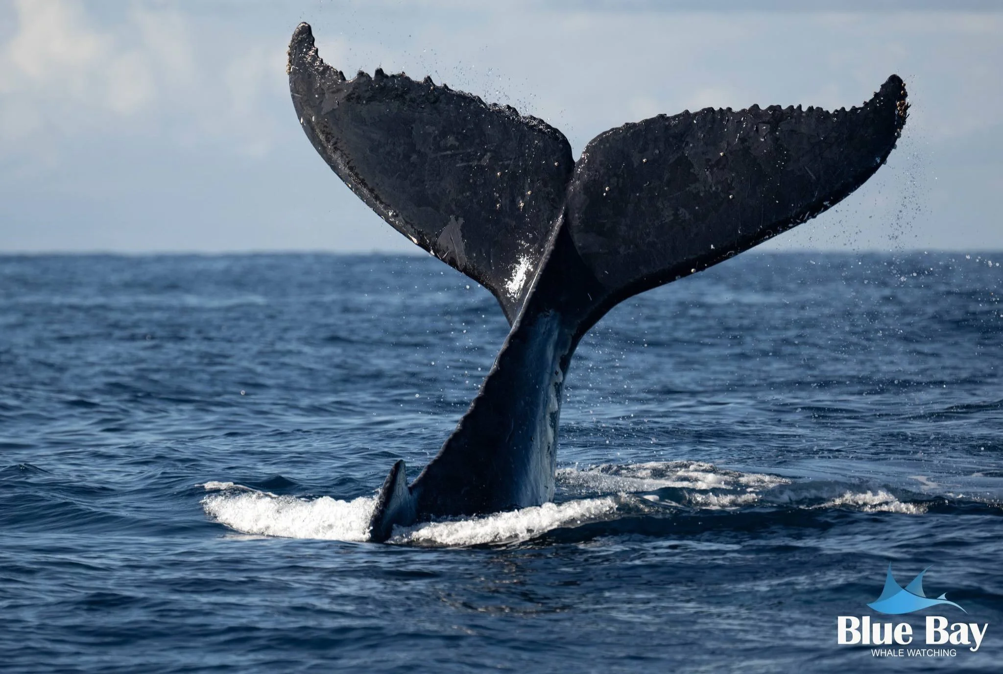 That&rsquo;s a wrap on our whale watching season for this year!
A massive thank you to everyone who joined us out on the water and shared these incredible moments with our crew. Your support, smiles, and love for the ocean mean the world to us.
We ar