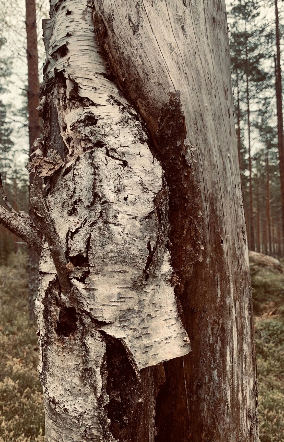 STUDIO 44, TUKHOLMA 17.4 - 3.5.2026, KUKA OLEN ILMAN MUITA