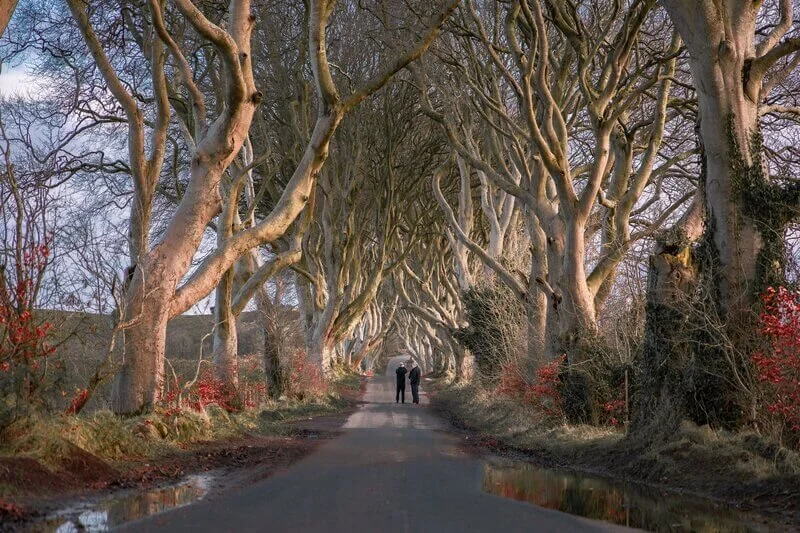 dark-hedges-game-of-thrones-355.jpg