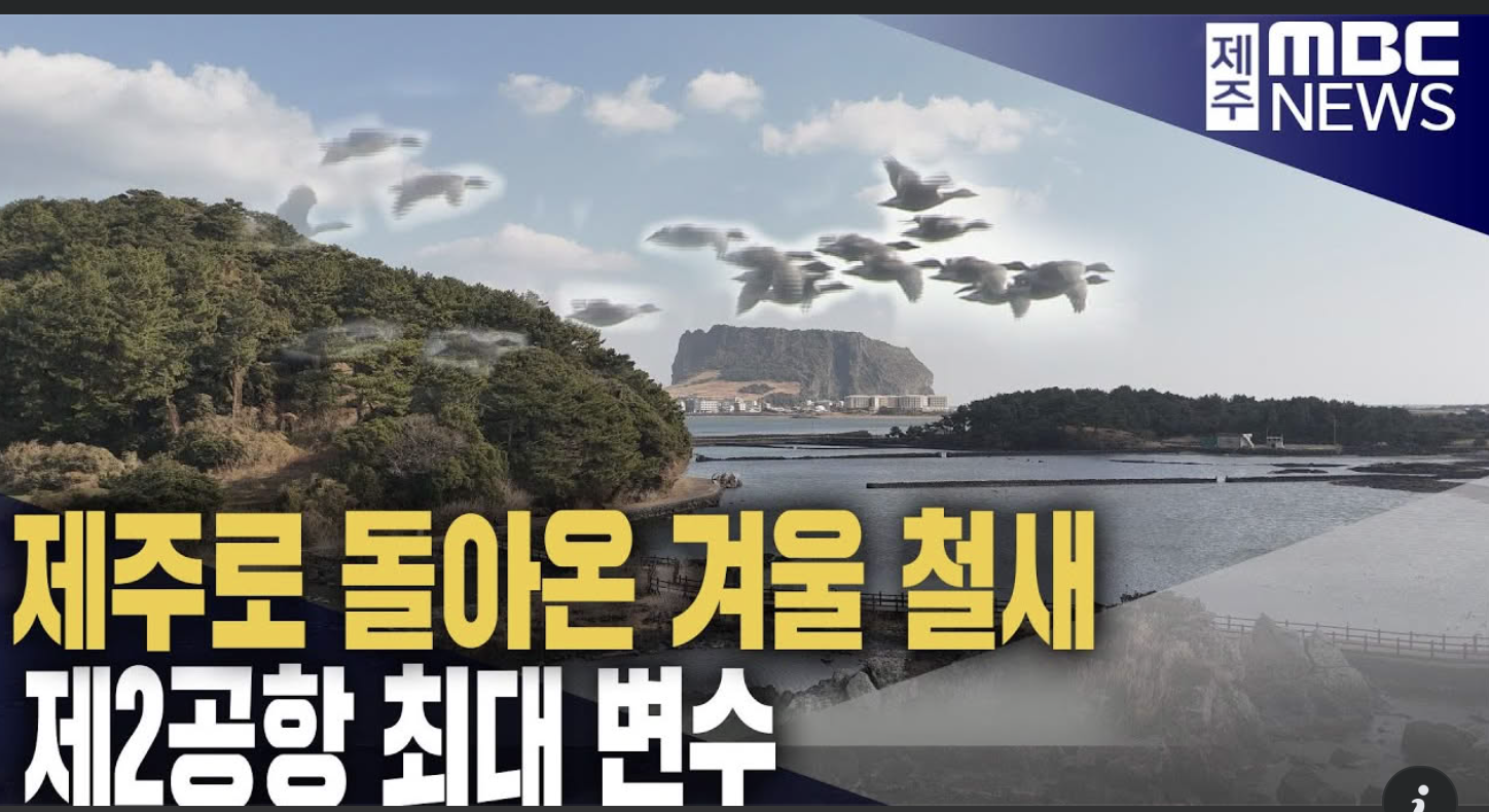 제주로 돌아온 겨울 철새‥'제2공항 최대 변수'