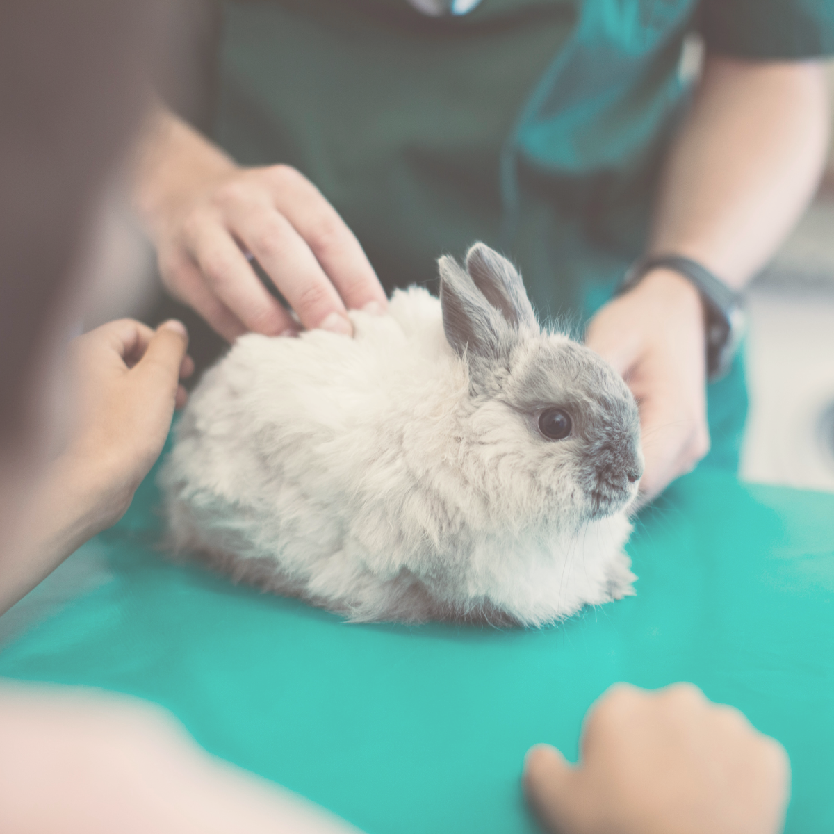 Rabbit at the vets.png