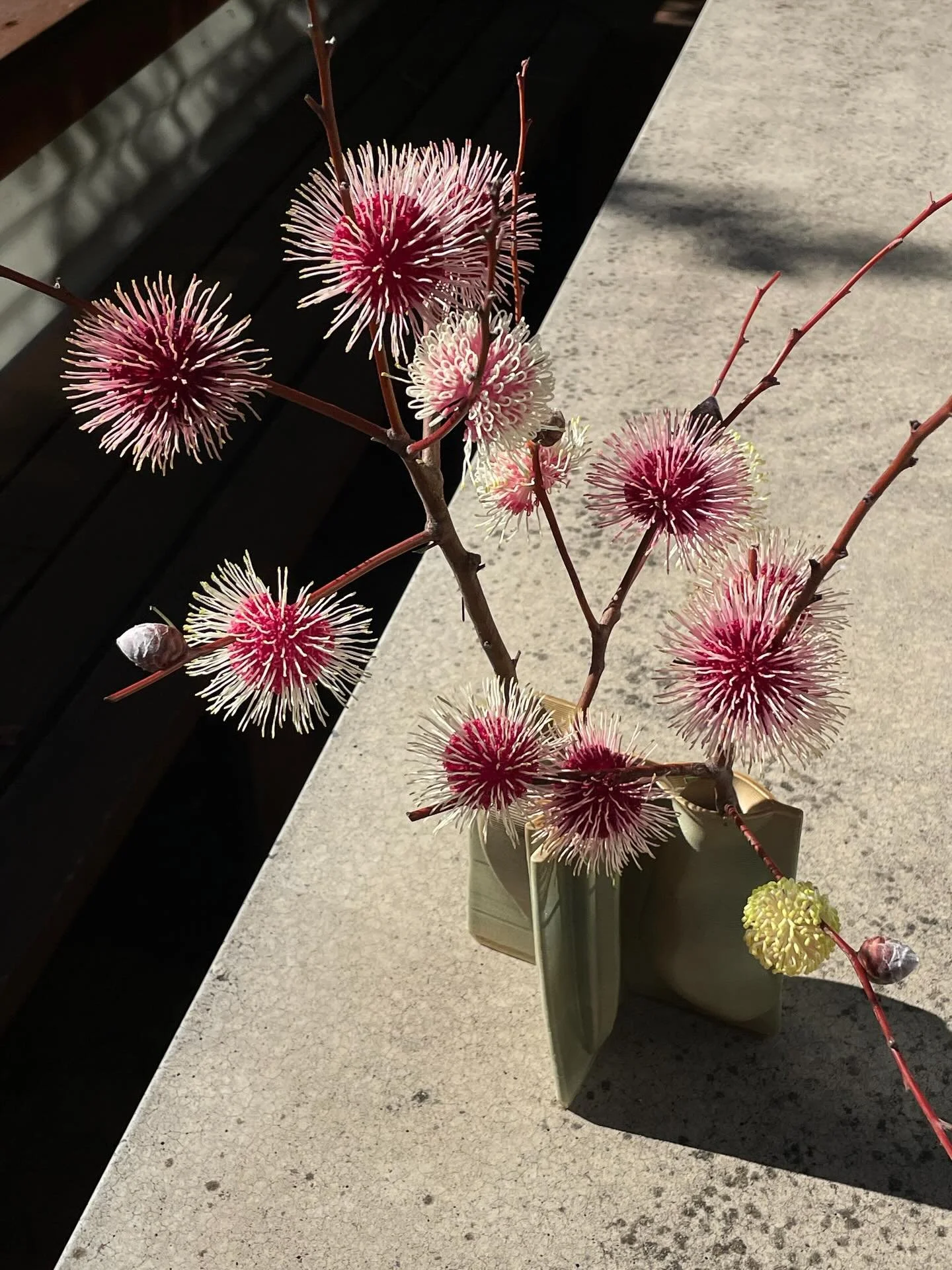 a series of flowers I saw recently, and favourites that keep appearing in my visions: hakea for GTFO my field vibes, for a free and open mind; hibiscus for remembering how to feel your sensual self again, inside out. flowers are omens and my friends,
