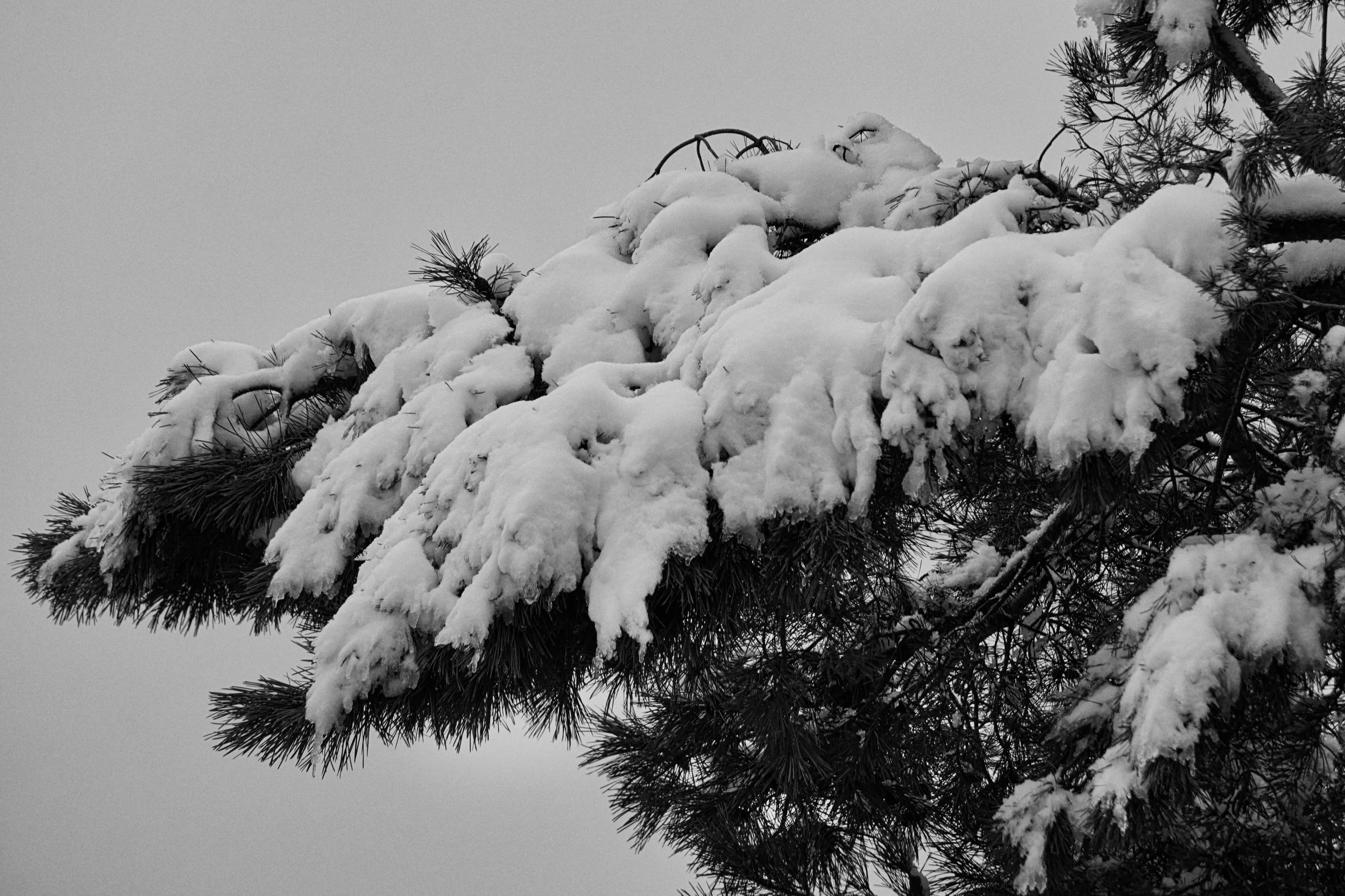 The Tree XIII ・ Auflage 15