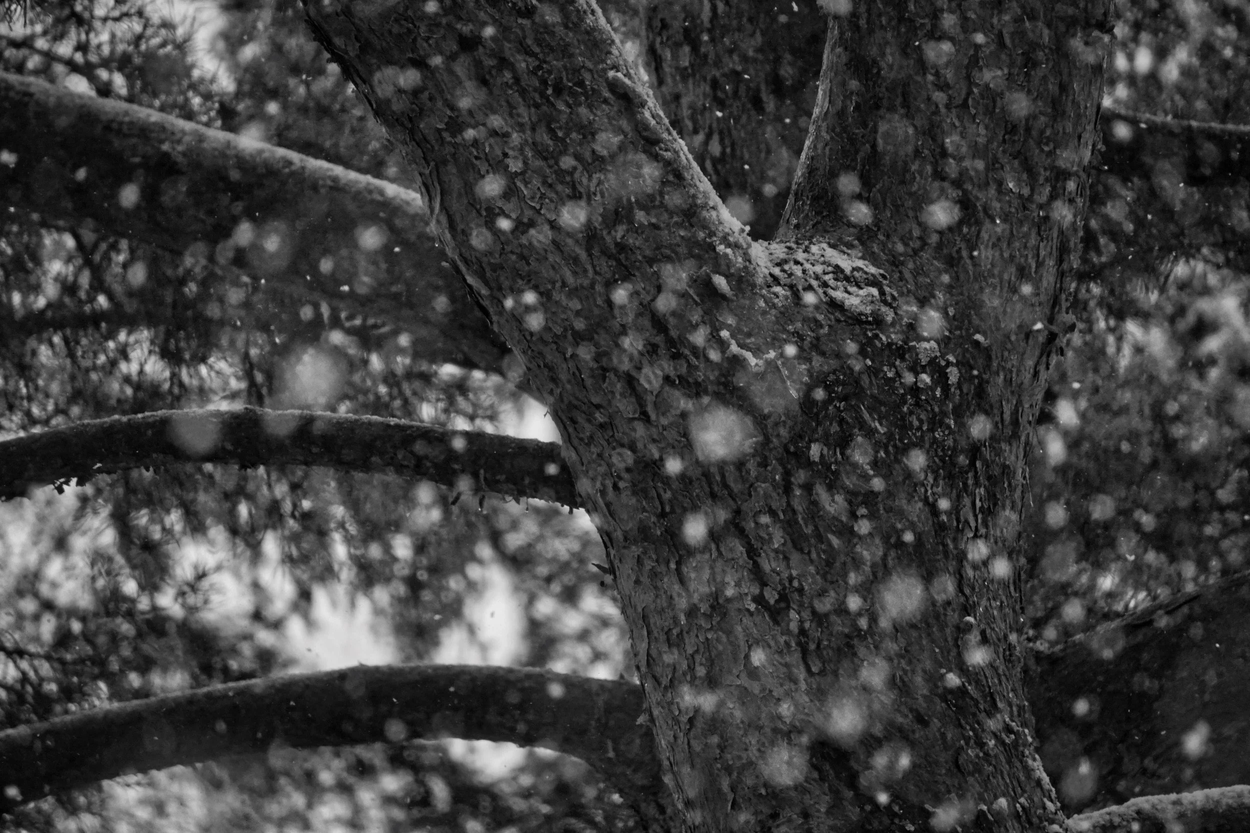 The Tree IX ・ Auflage 15
