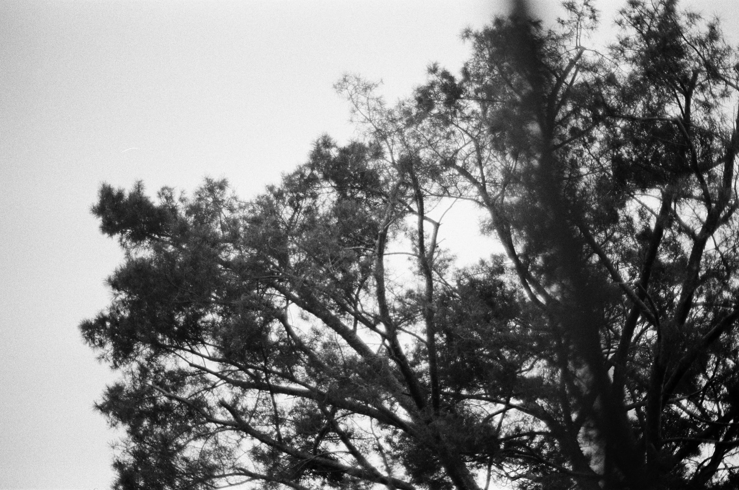 The Tree I ・ Auflage 10
