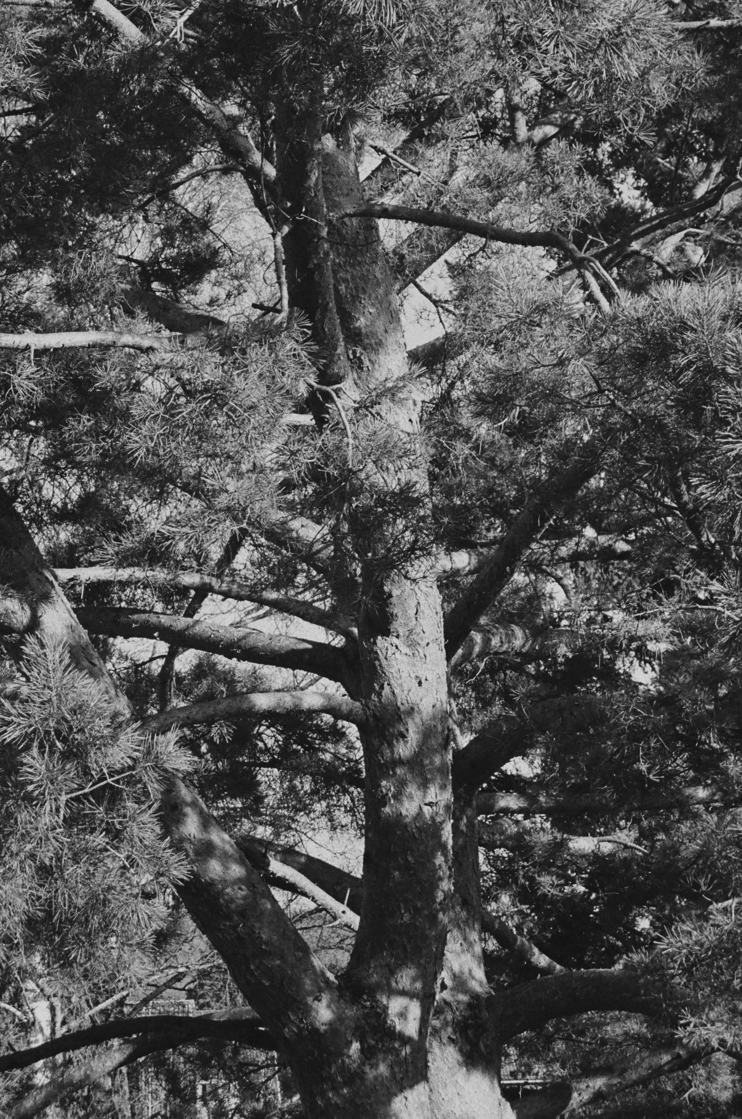The Tree VI ・ Auflage 15