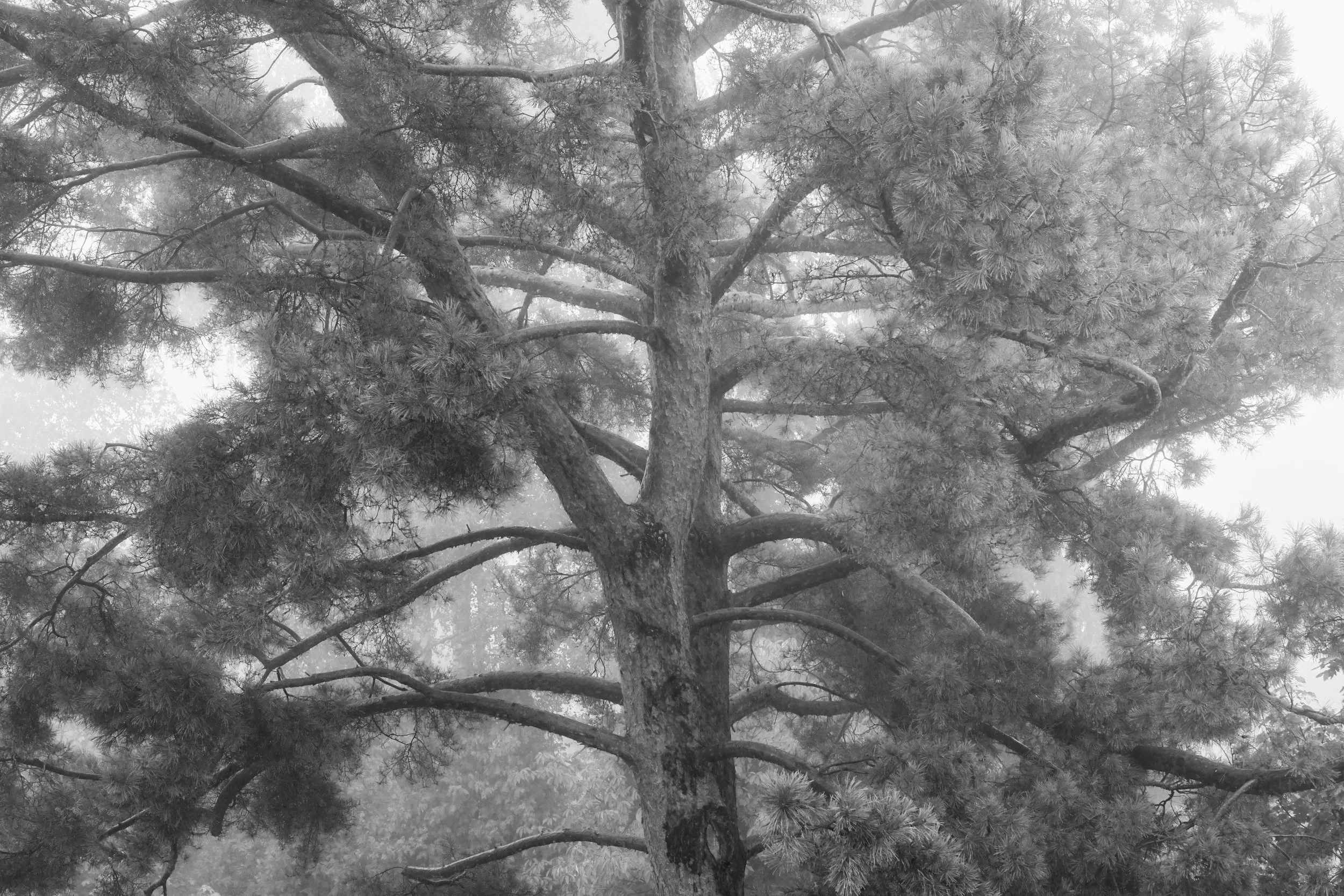 The Tree VIII ・ Auflage 15