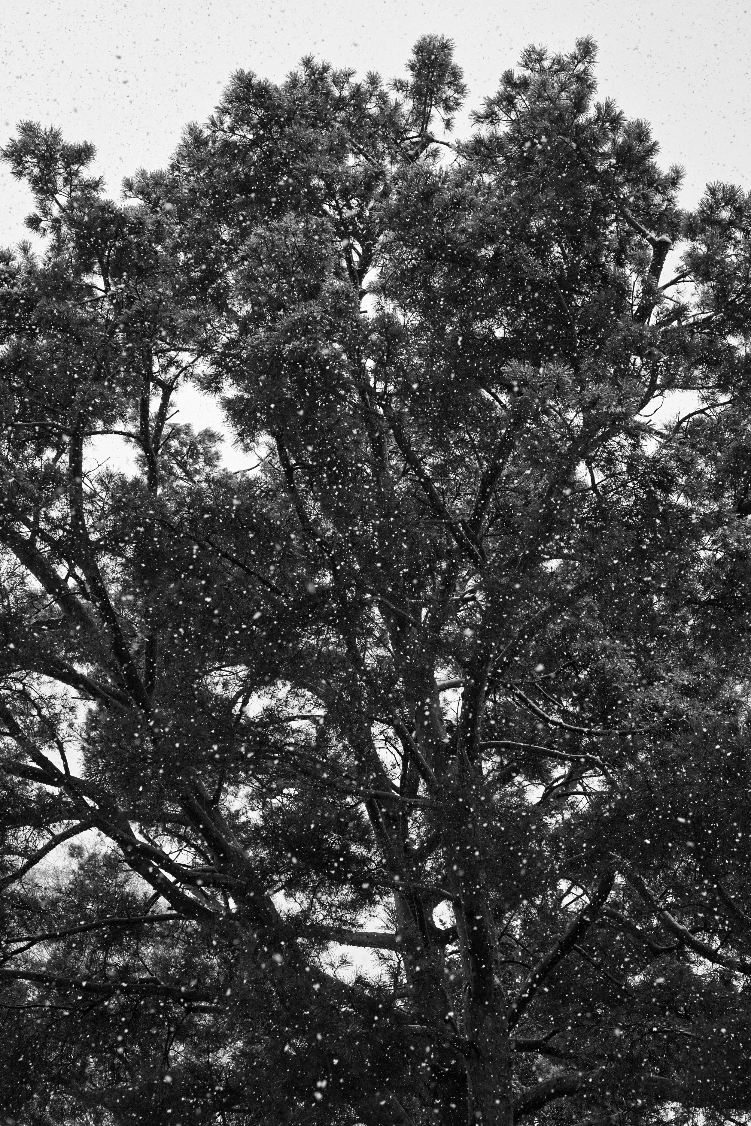 The Tree XIII ・ Auflage 20