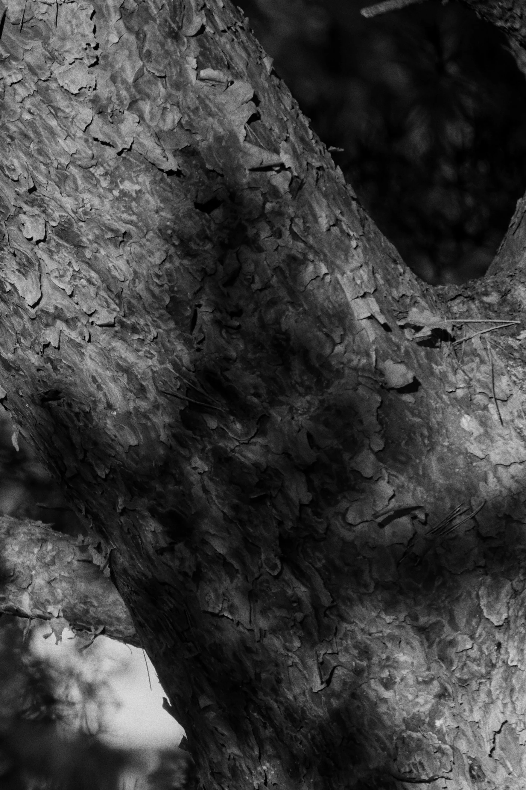 The Tree V ・ Auflage 15