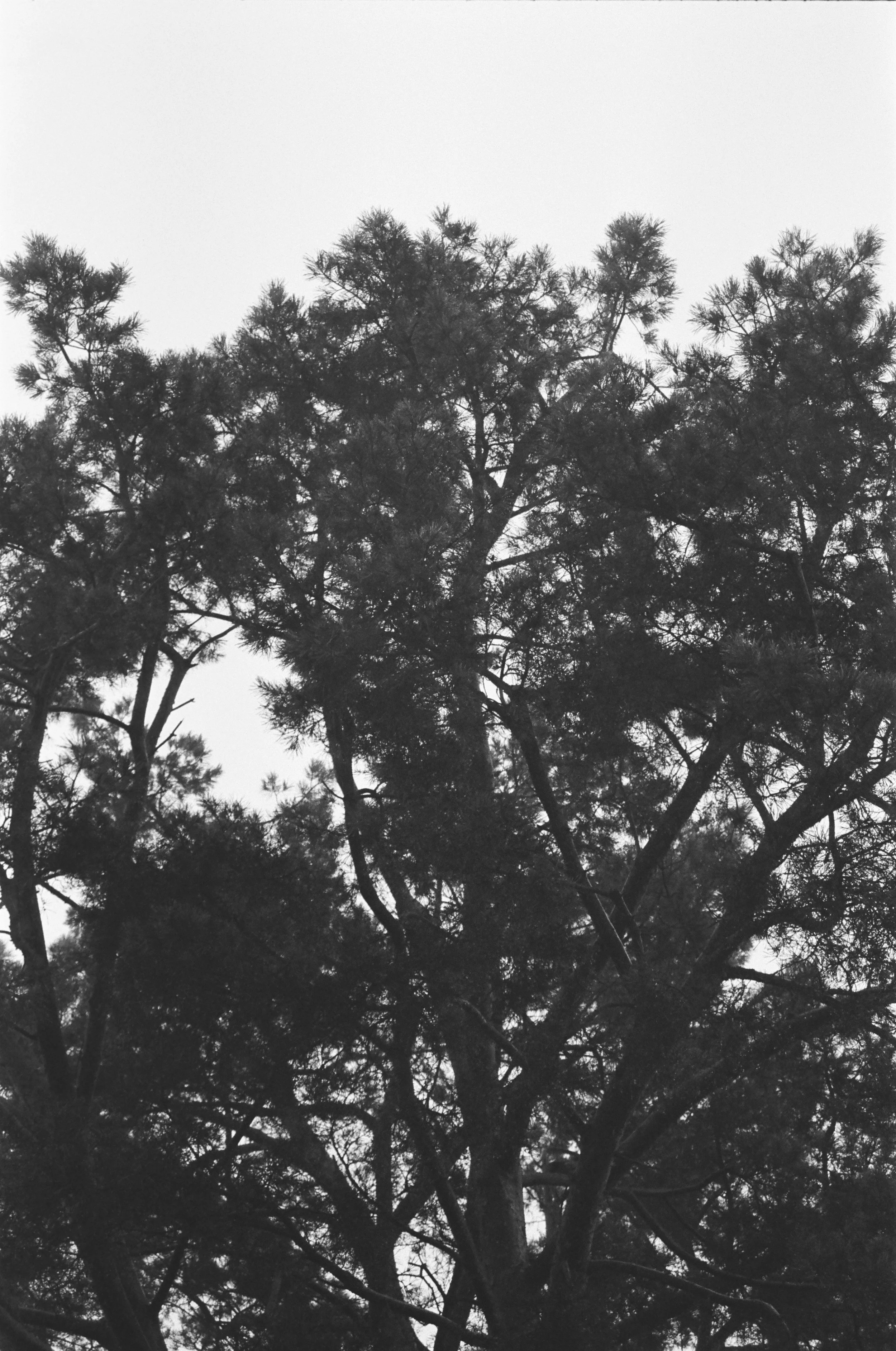 The Tree XIII ・ Auflage 20