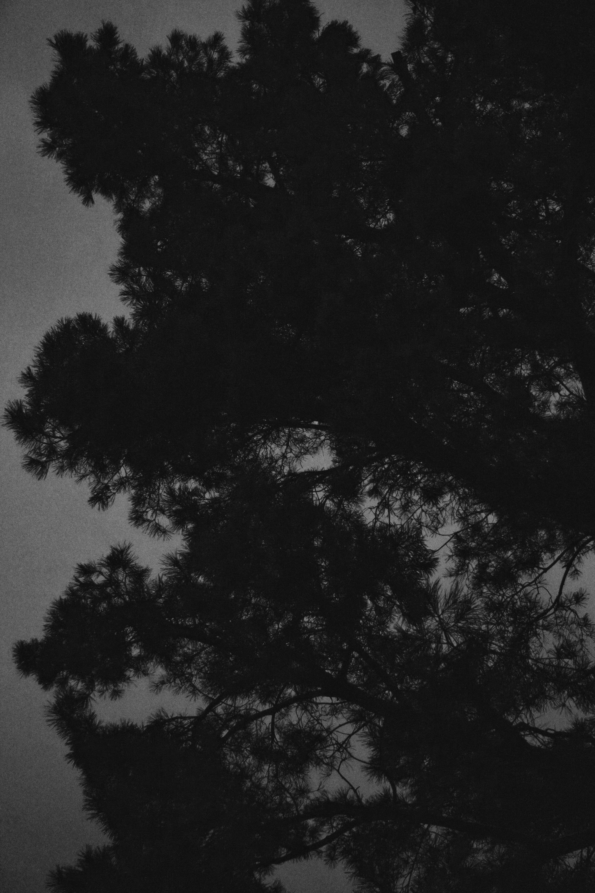 The Tree XVII ・ Auflage 15