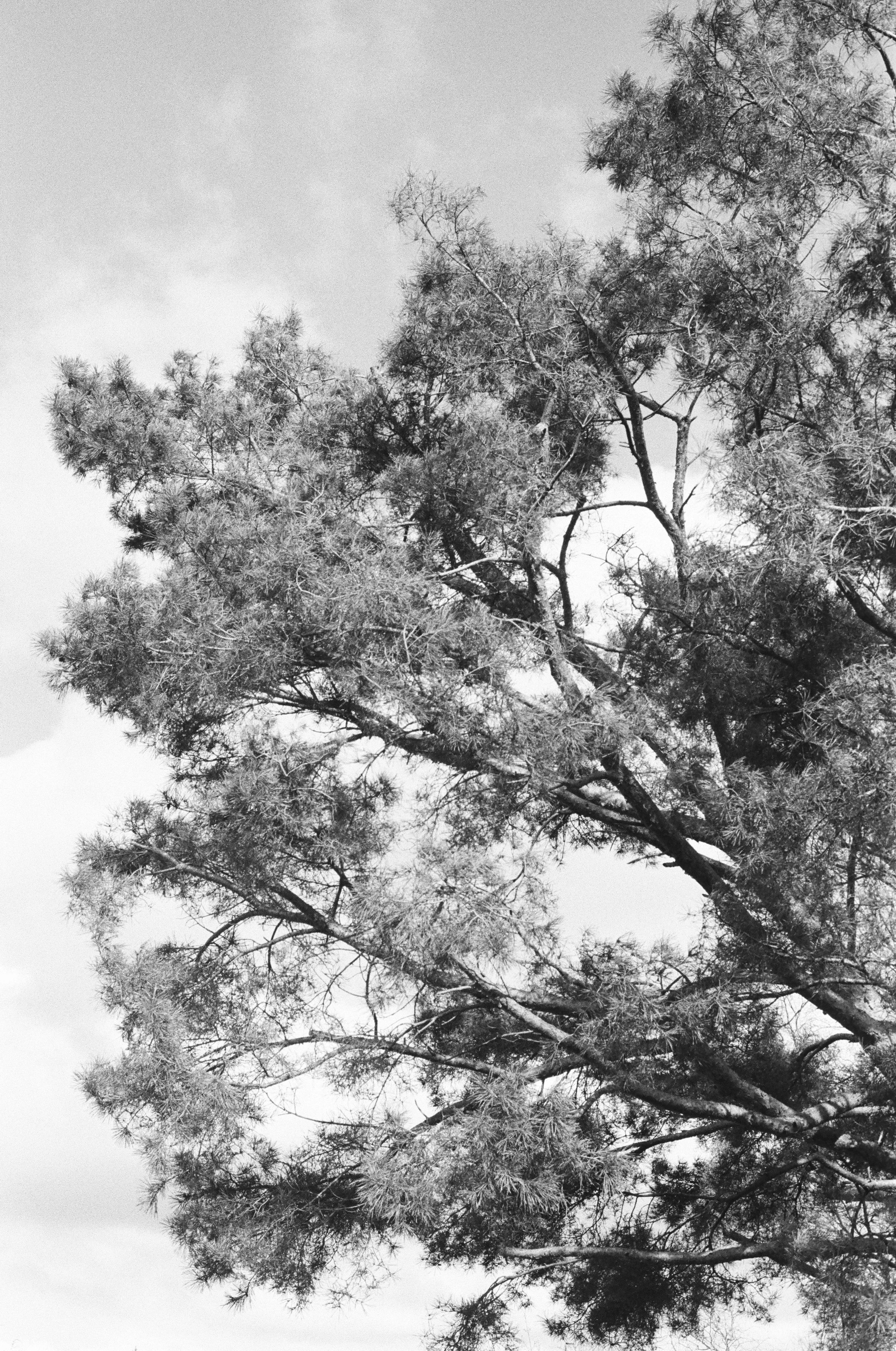 The Tree II ・ Auflage 20