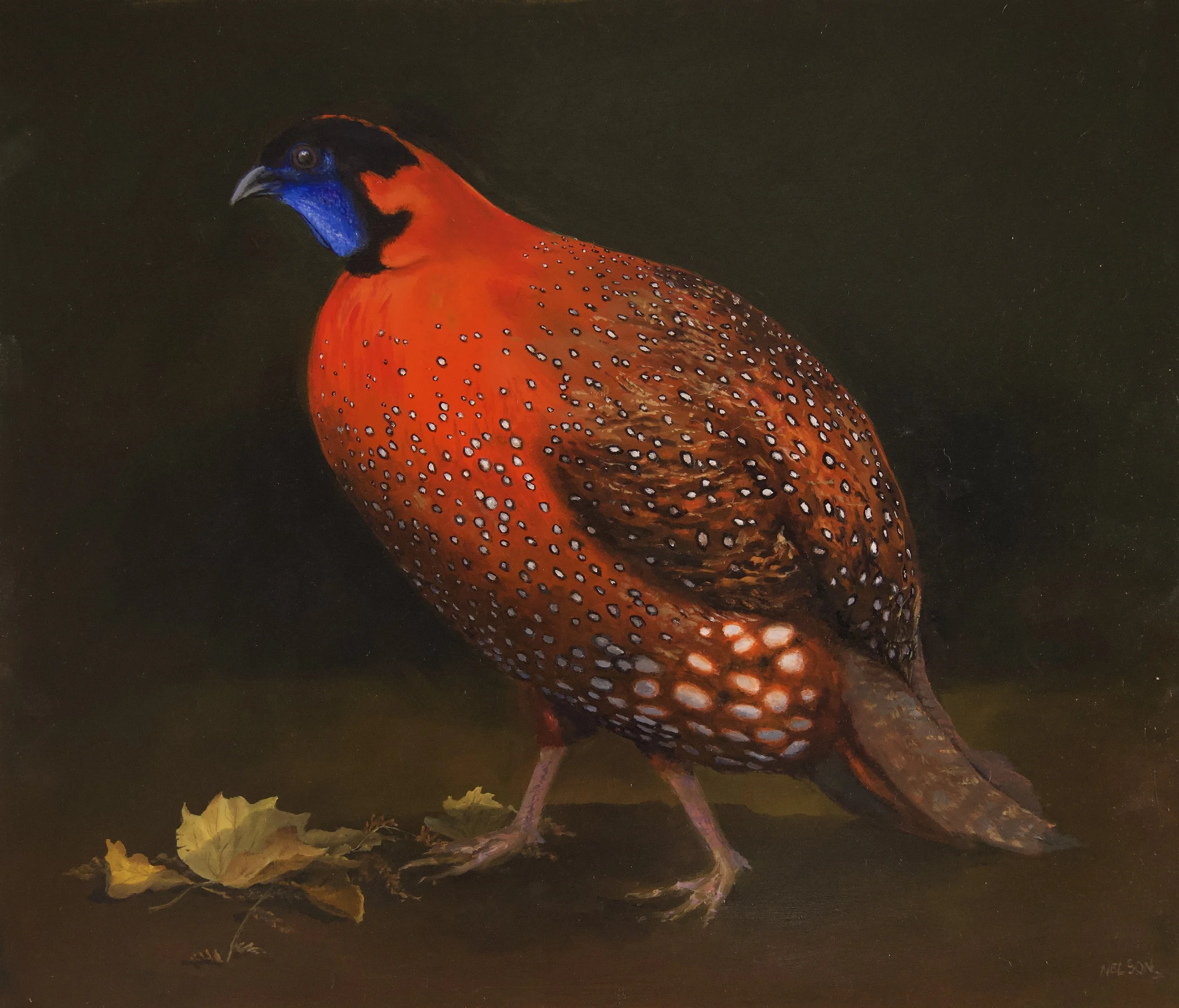 'The Satyr Tragopan - The Red Pheasant'

Oil on panel - 61cm x 52cm

In the collection of Mr & Mrs A Astin