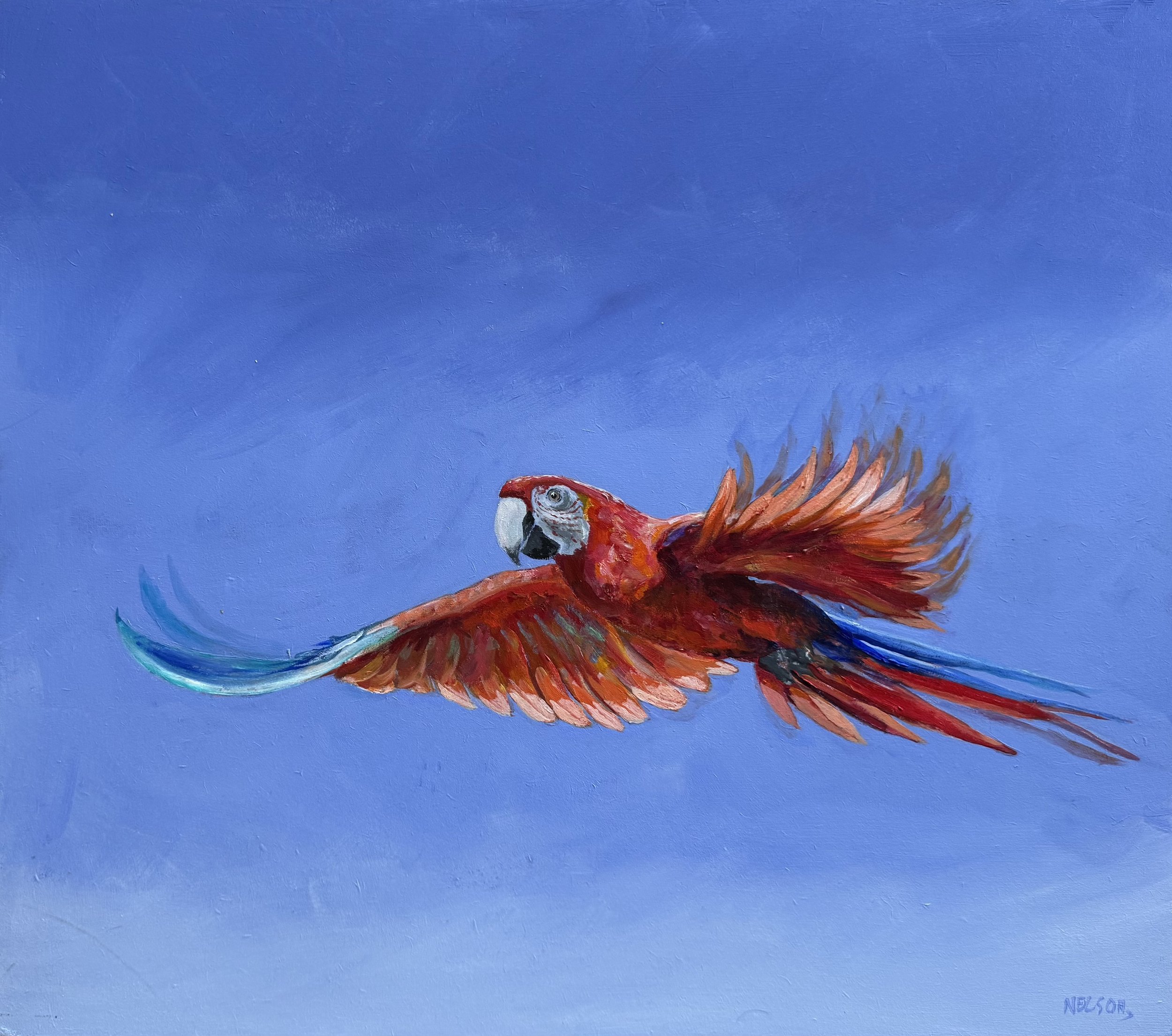 'The Scarlet Macaw in Flight'

Oil on panel  - 44cm x 38cm

£400