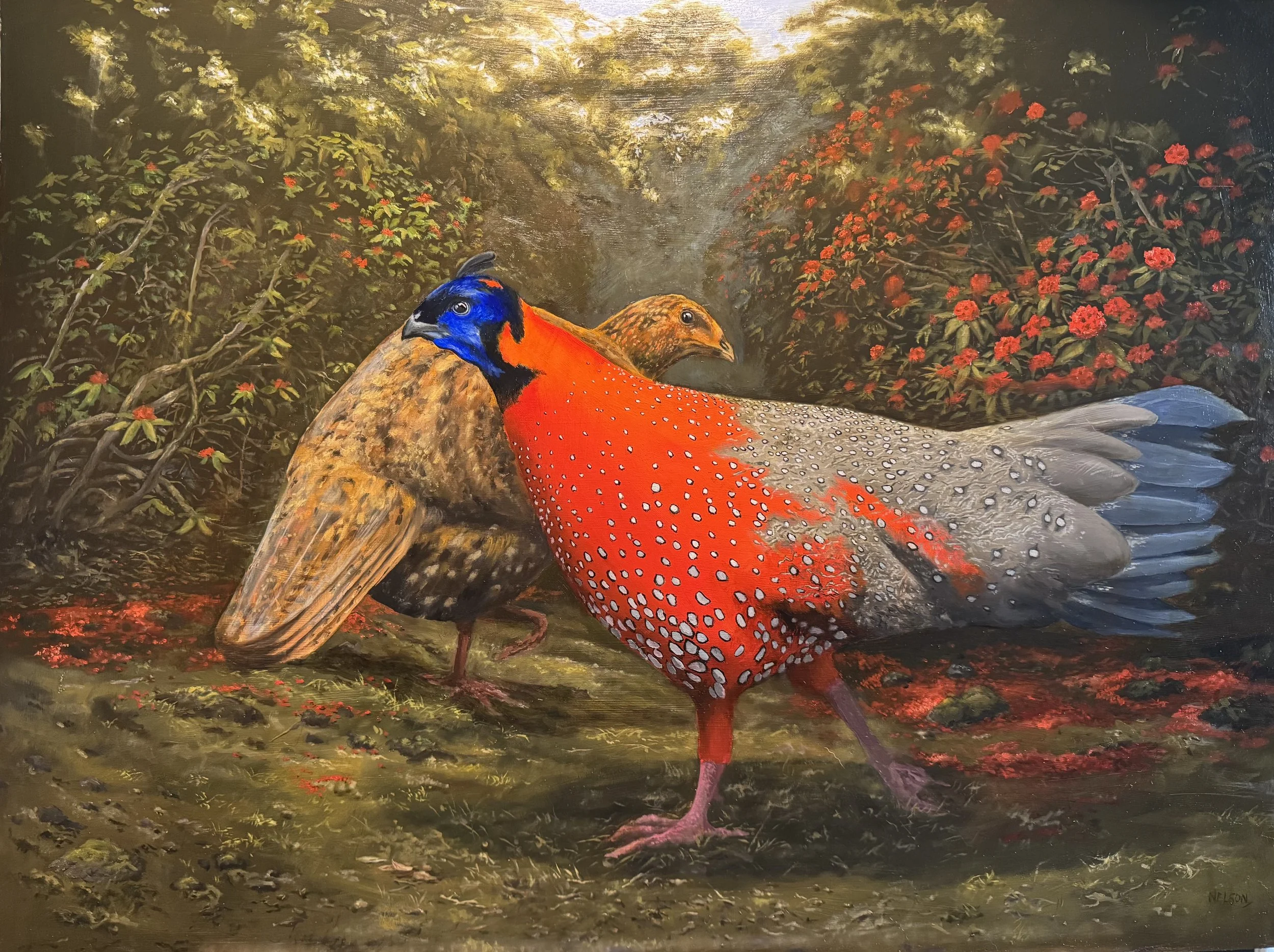 'Male & Female Satyr Tragopan - The Red Pheasant'

Oil on panel - 80cm x 60cm