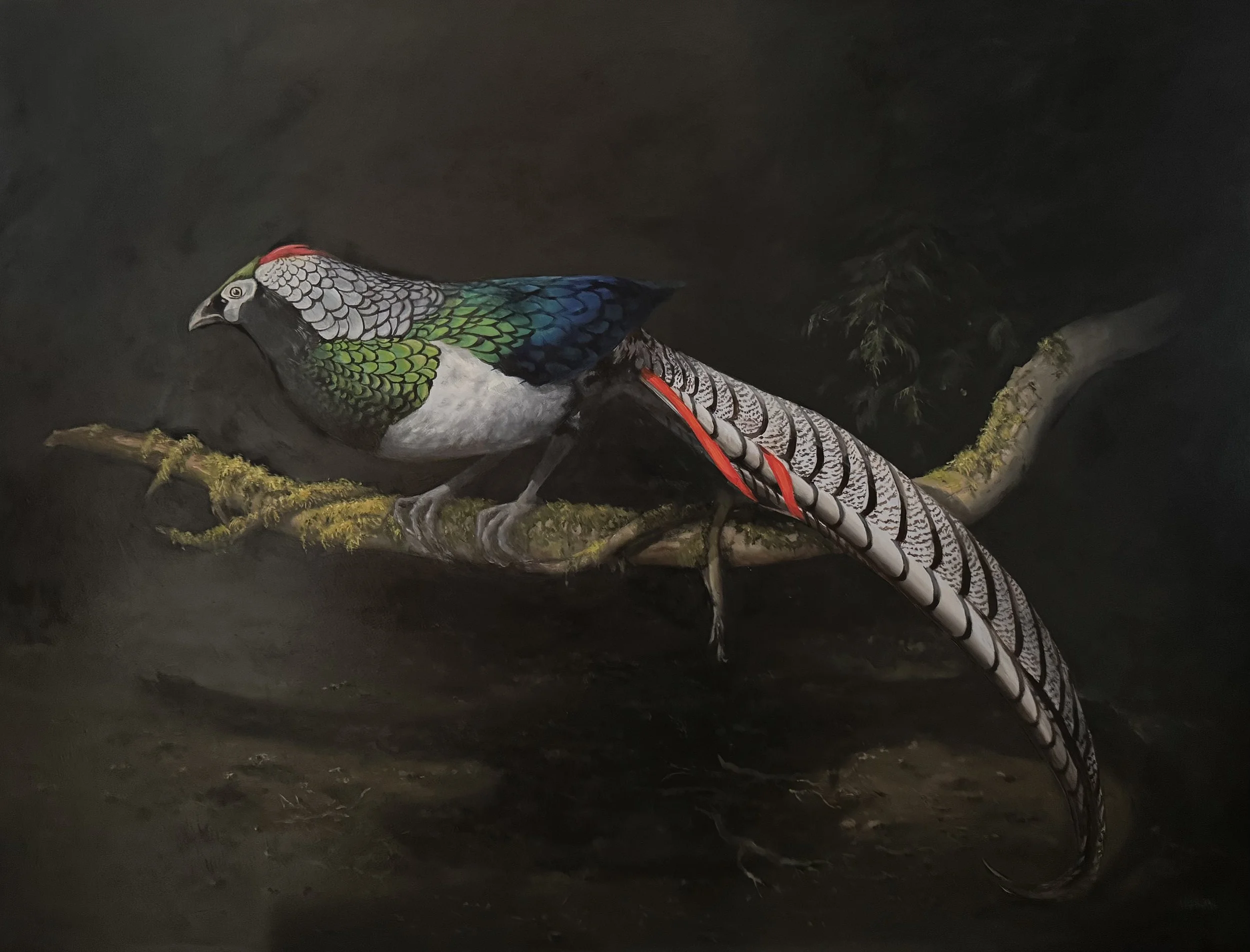 'The Lady Amherst Pheasant'

Oil on. panel - 80cm x 60cm

£1,300