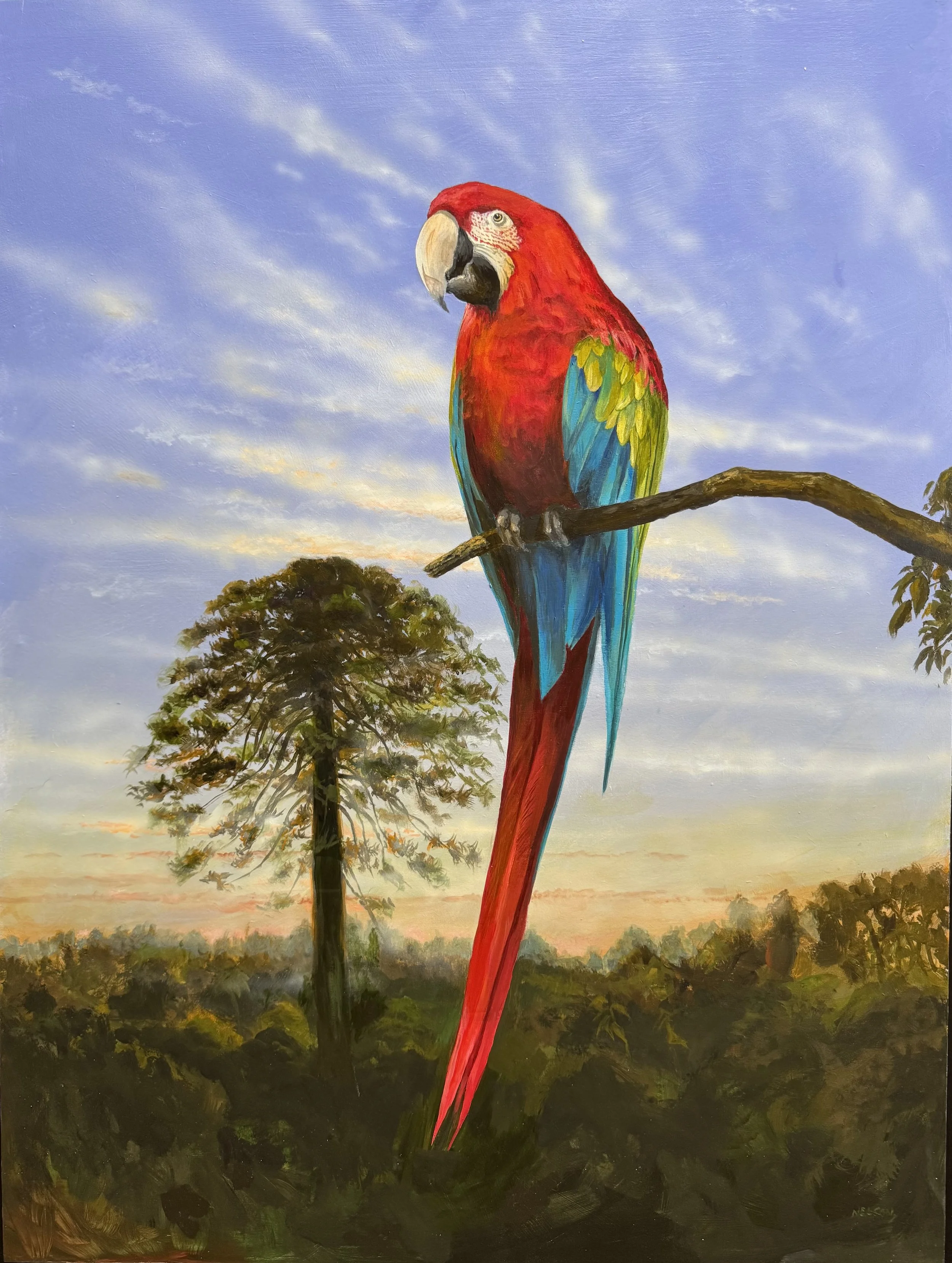 'The Green Winged Macaw'

Oil on panel - 72cm x 61cm

£1,200