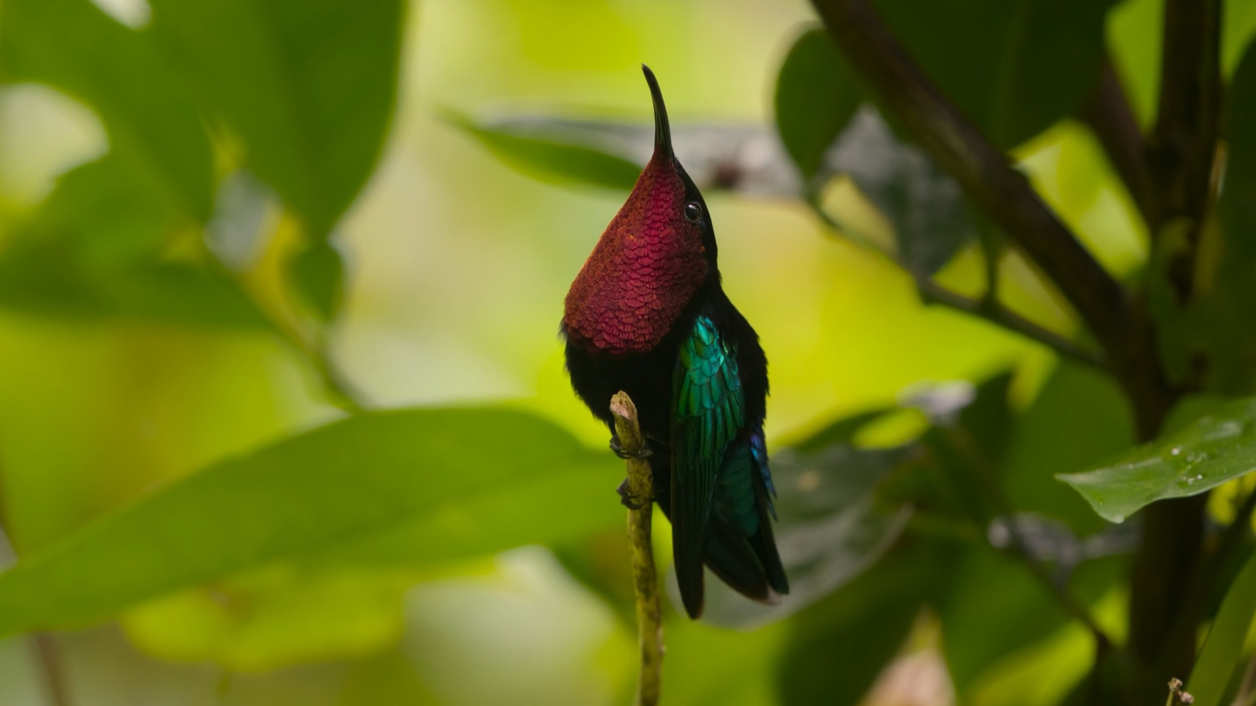 seb_guzman_cinematography_framegrabs103.jpg