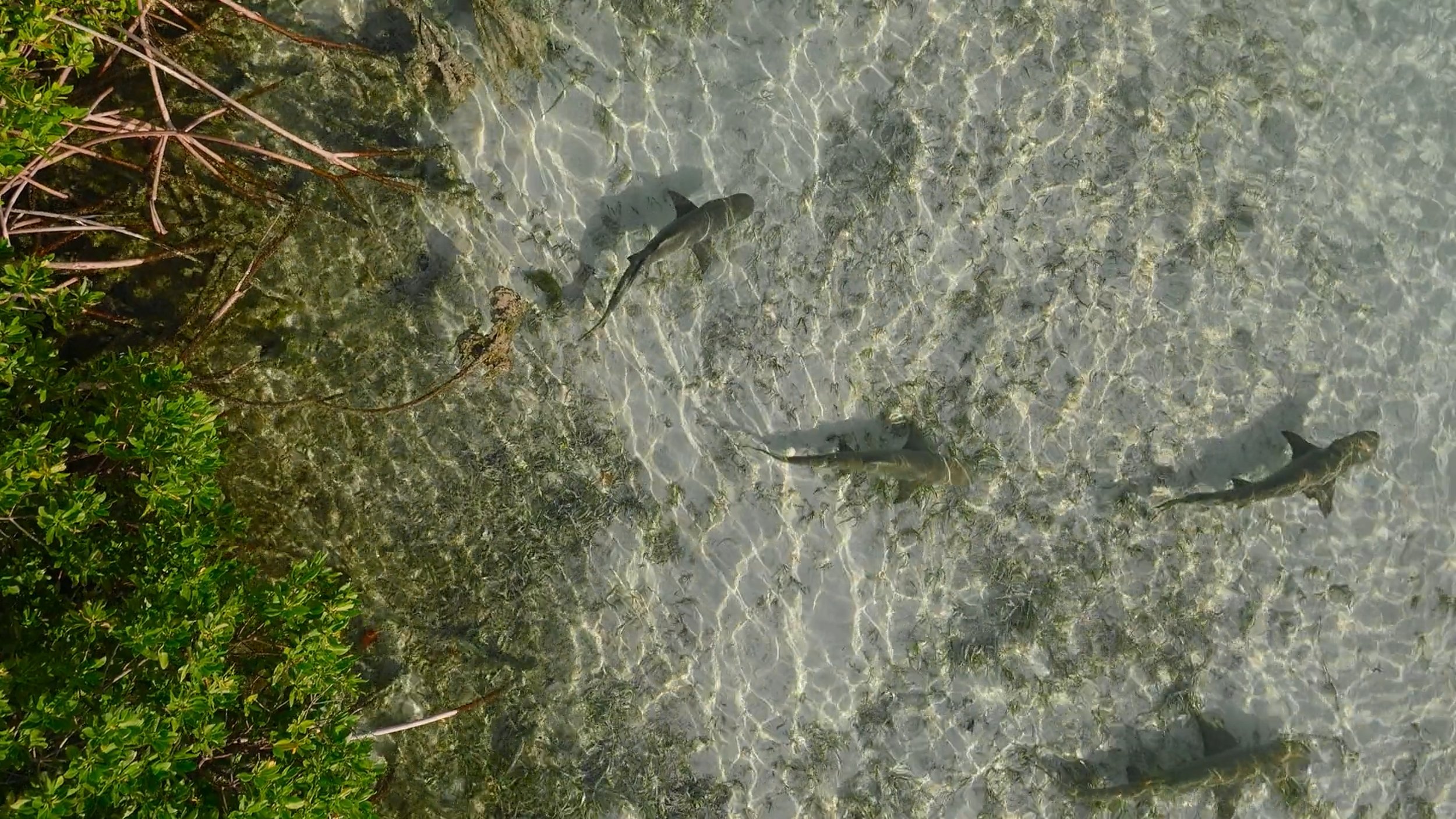 seb_guzman_cinematography_framegrabs86.jpg