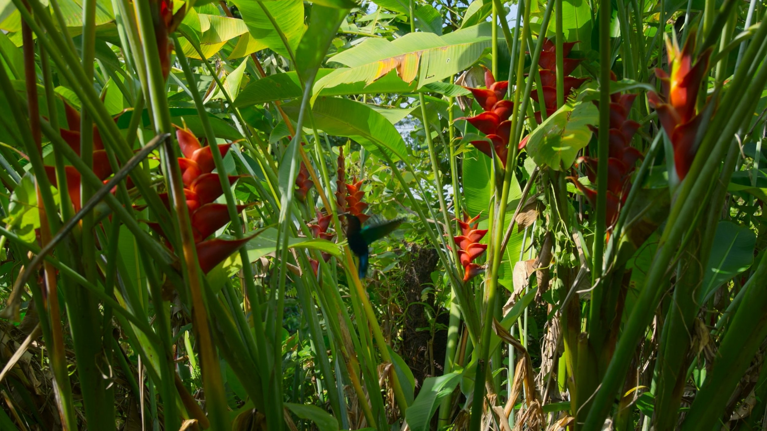 seb_guzman_cinematography_framegrabs99.jpg