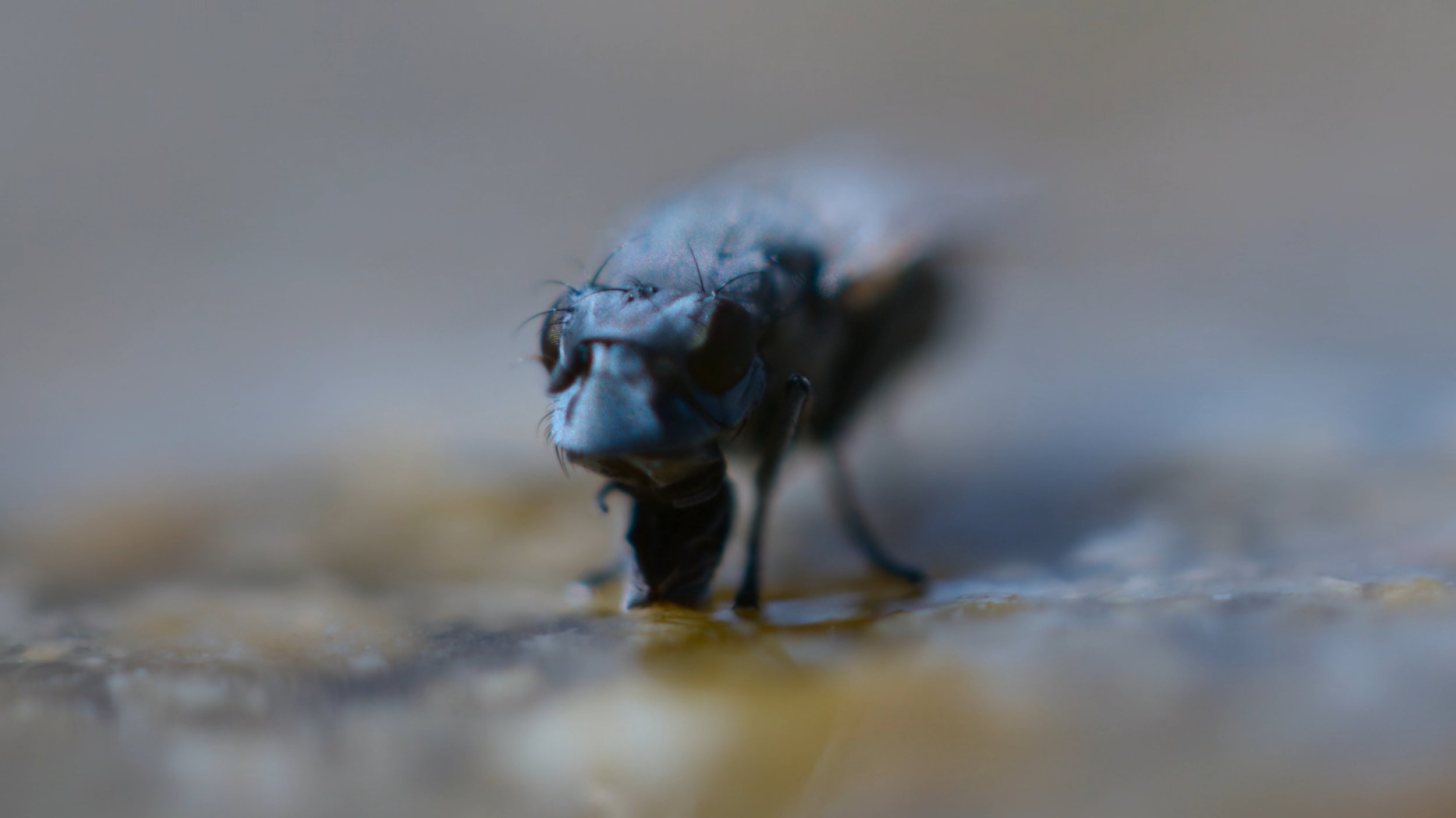 seb_guzman_cinematography_framegrabs60.jpg
