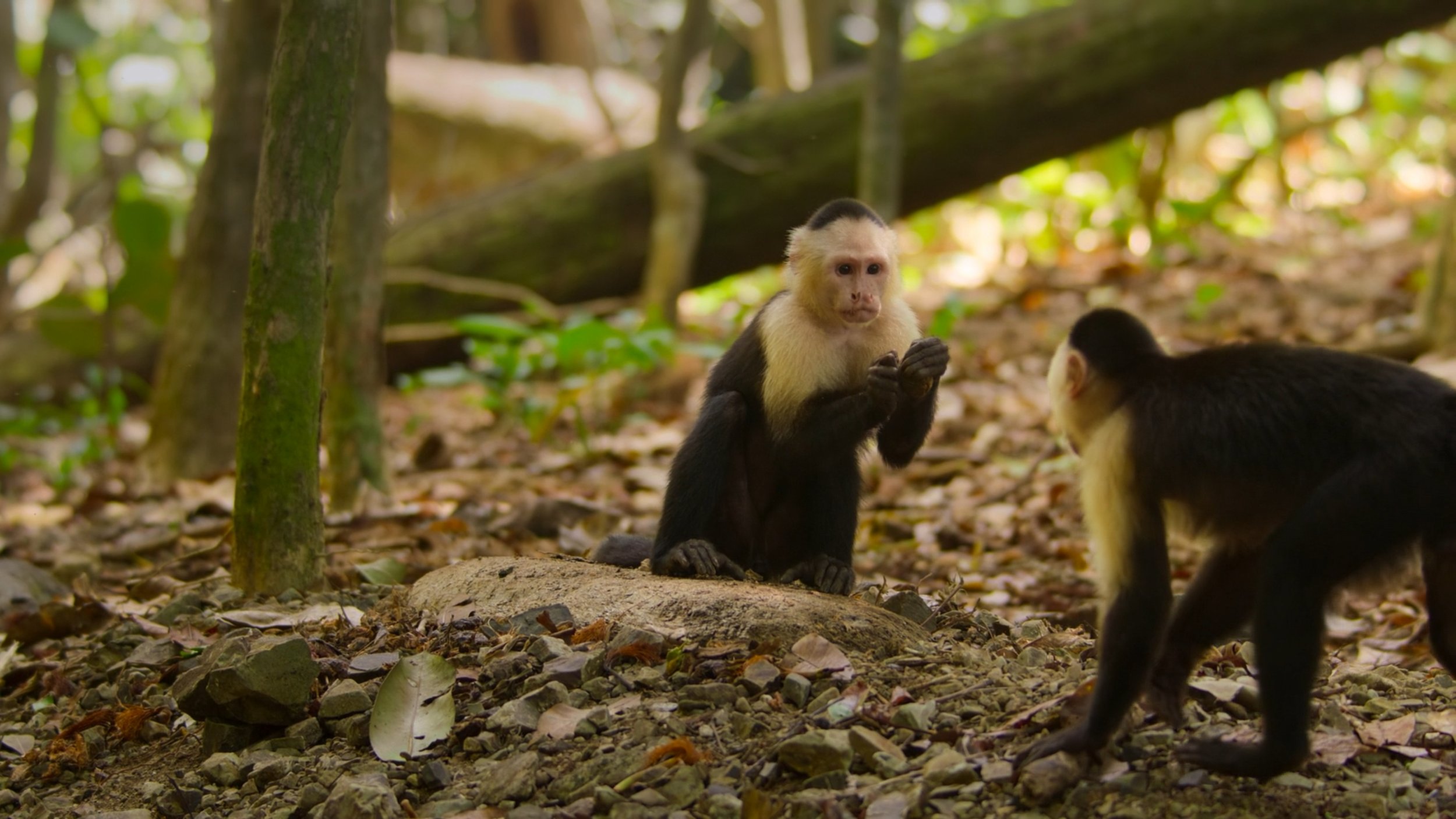 seb_guzman_cinematography_framegrabs133.jpg