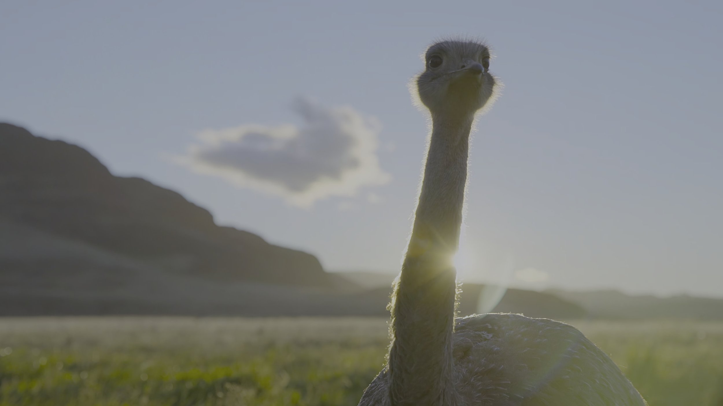 seb_guzman_cinematography_framegrabs3.jpg