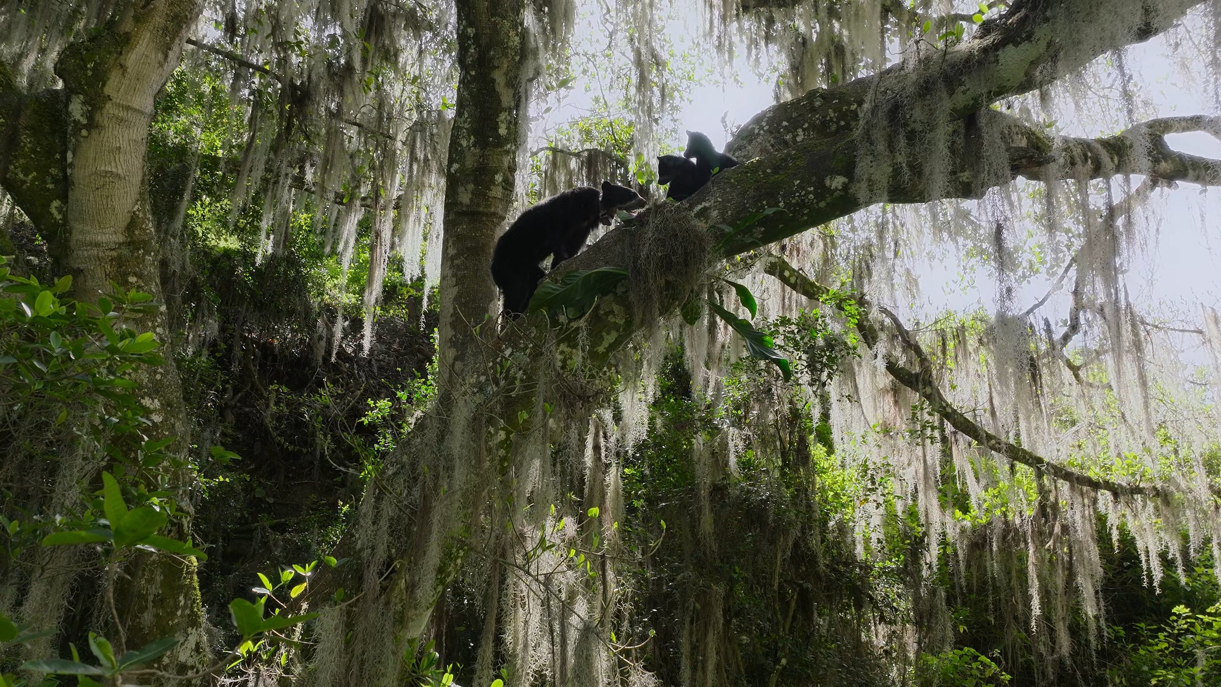 seb_guzman_cinematography_framegrabs43.jpg