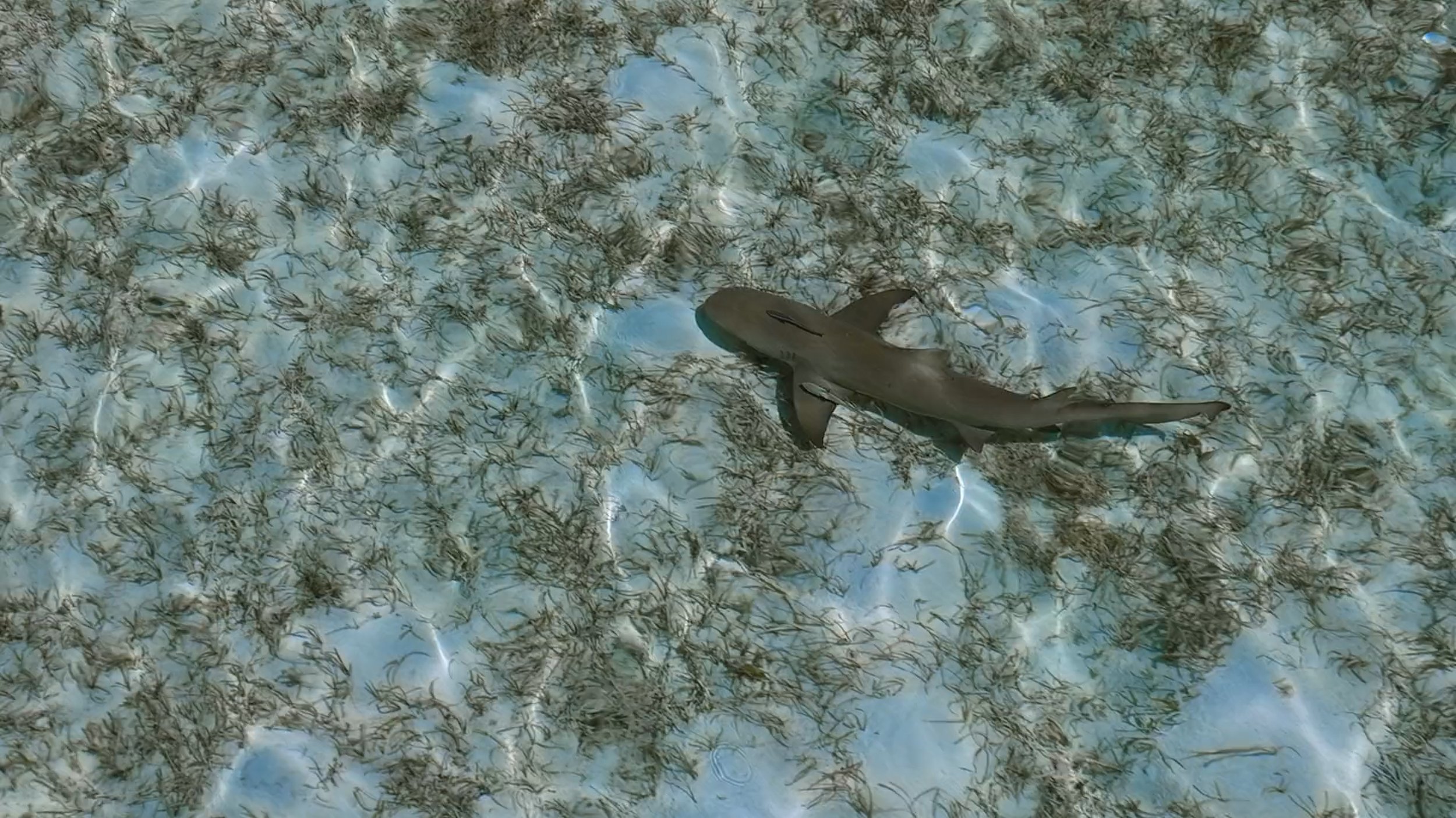 seb_guzman_cinematography_framegrabs77.jpg