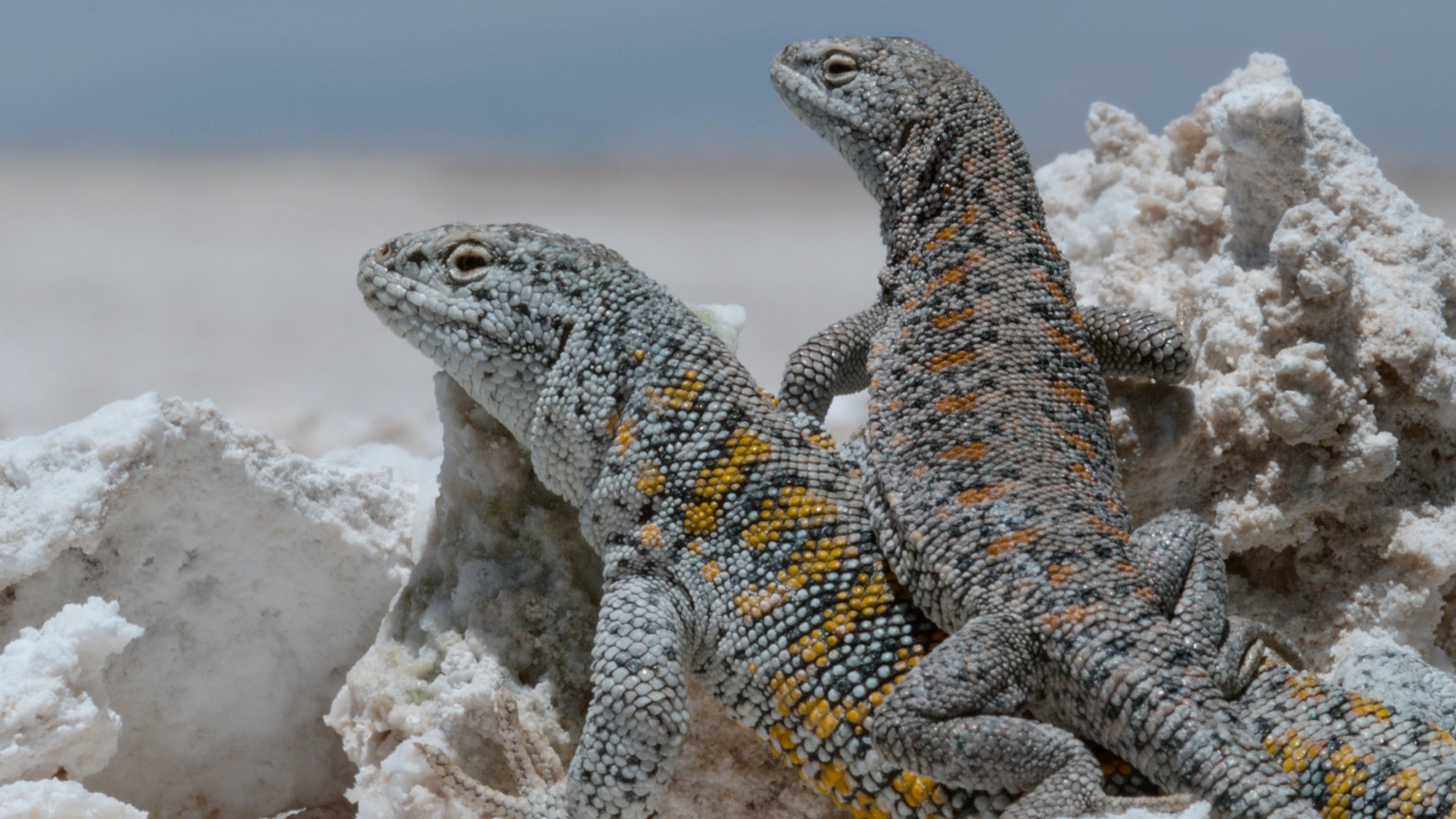 seb_guzman_cinematography_framegrabs65.jpg