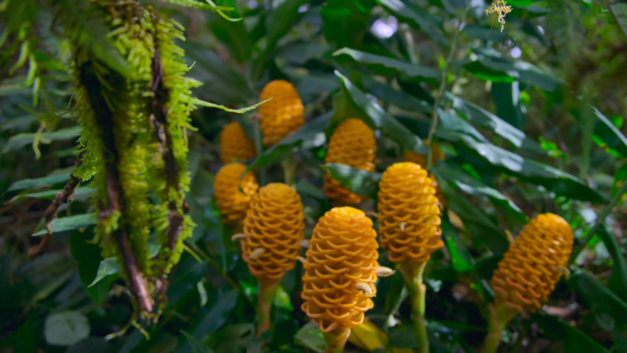 seb_guzman_cinematography_framegrabs48.jpg