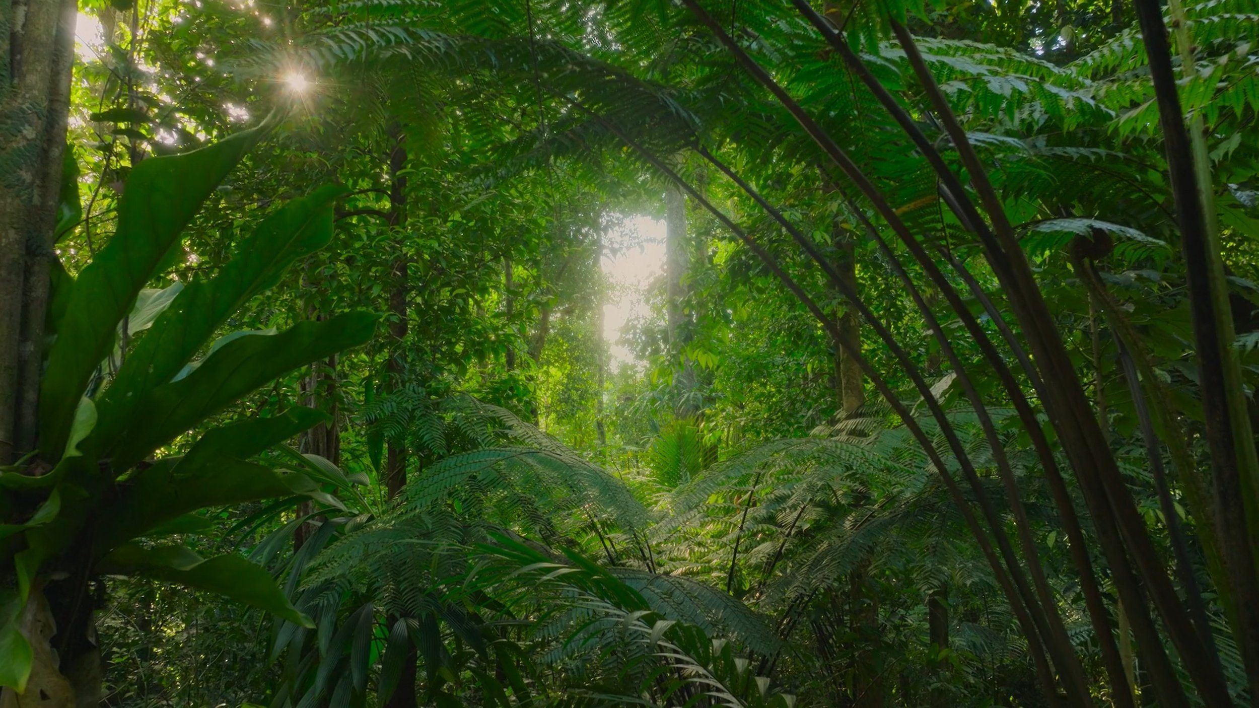 seb_guzman_cinematography_framegrabs92.jpg