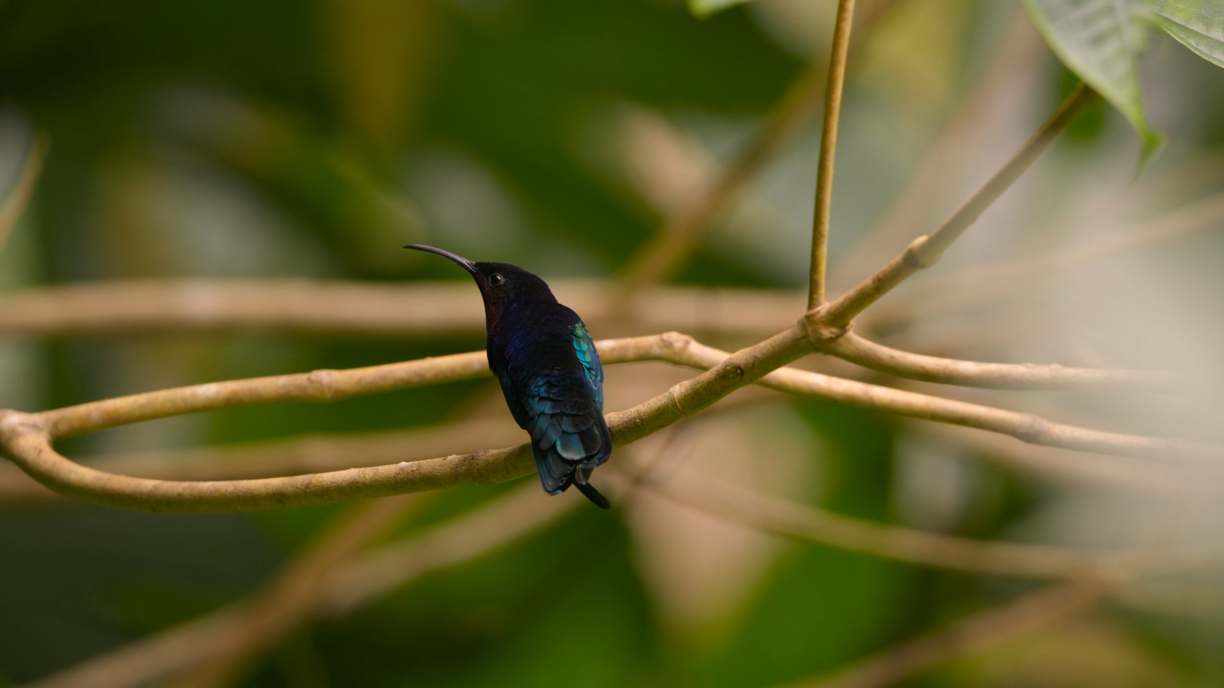 seb_guzman_cinematography_framegrabs102.jpg