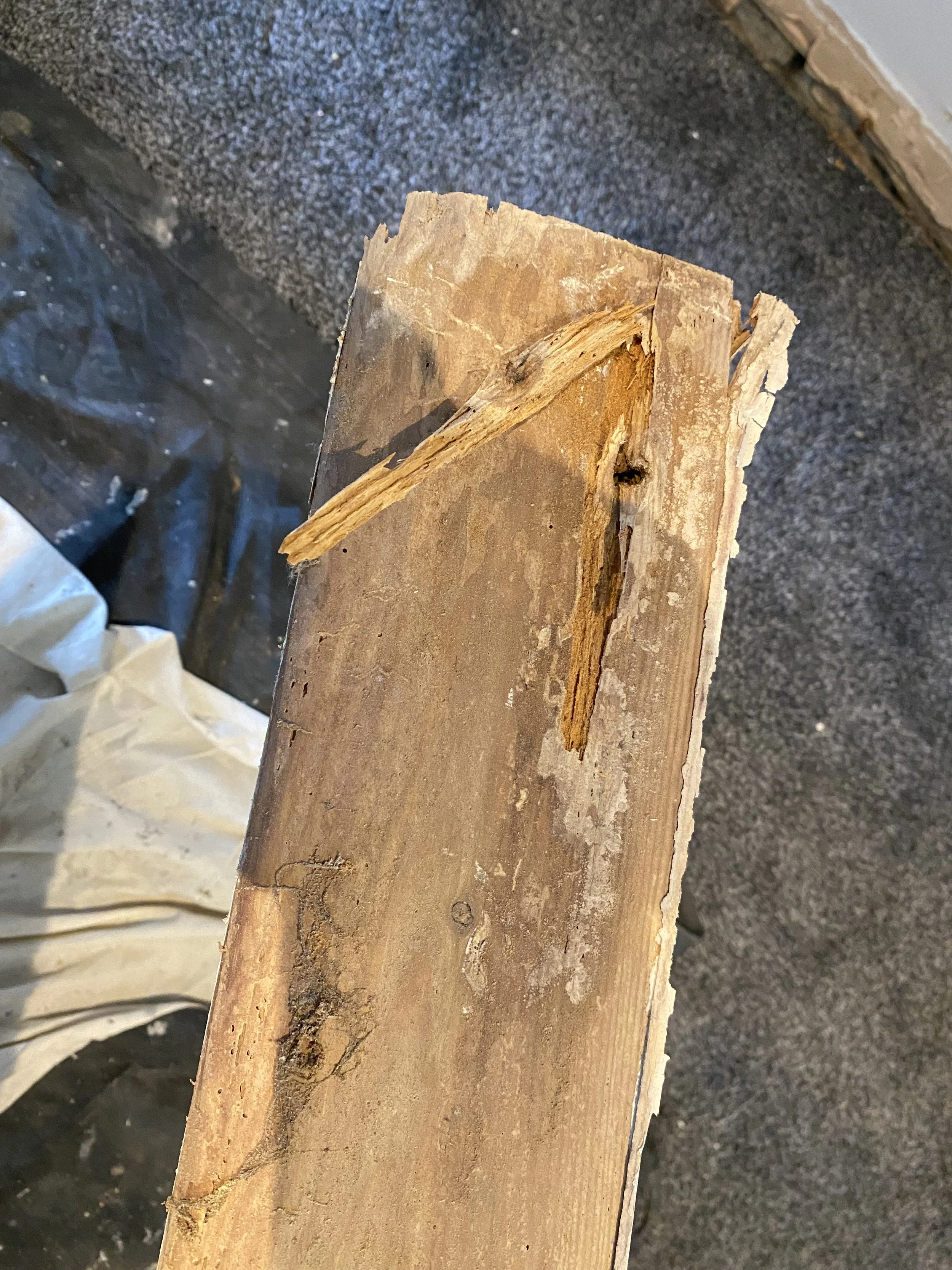 BACK OF A ROTTEN SKIRTING BOARD (DUE TO DAMP)