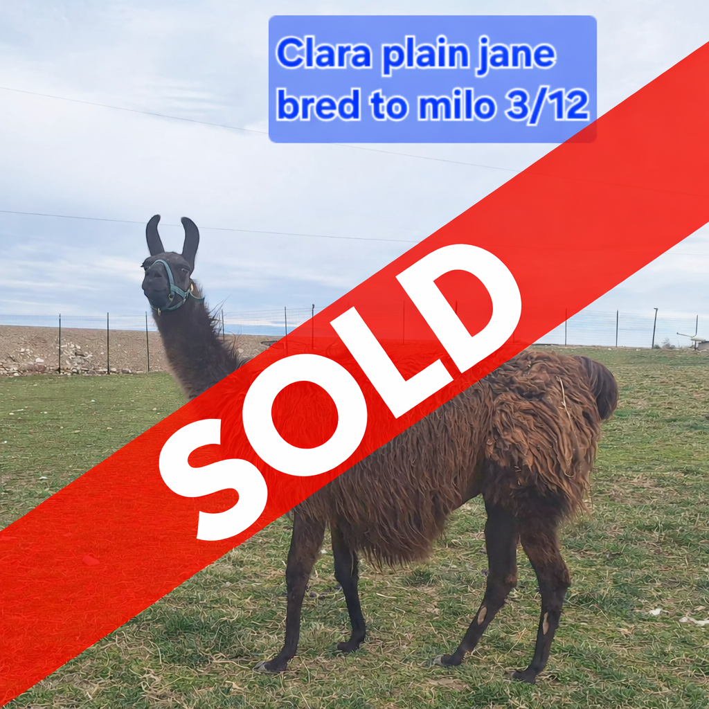 Clara Plain Jane