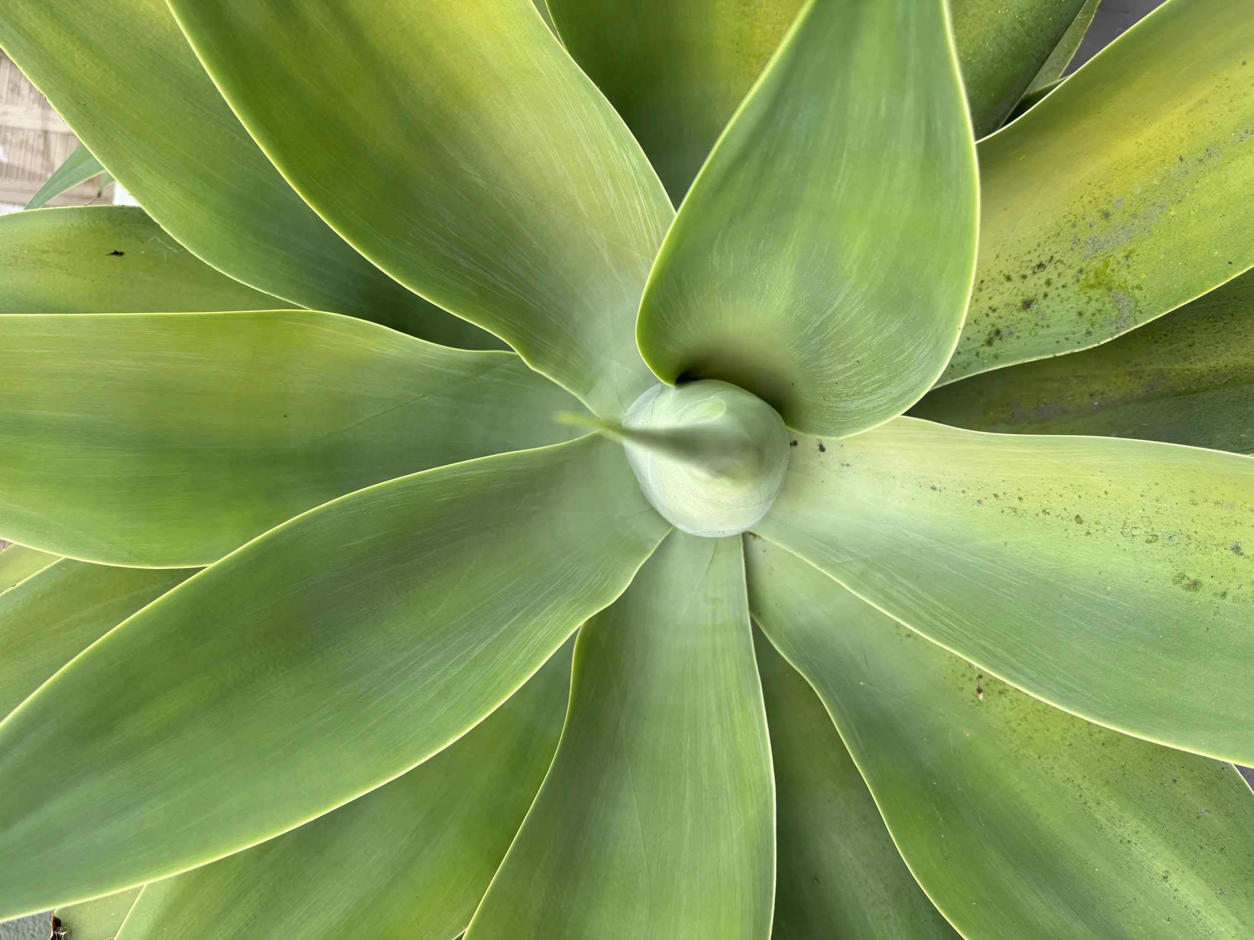 Nature design plant spiral